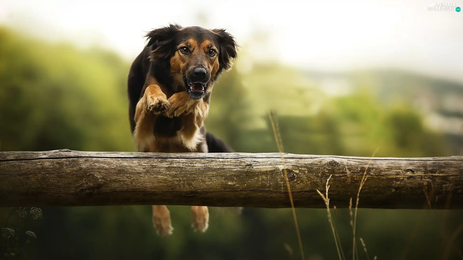 beam, dog, jump