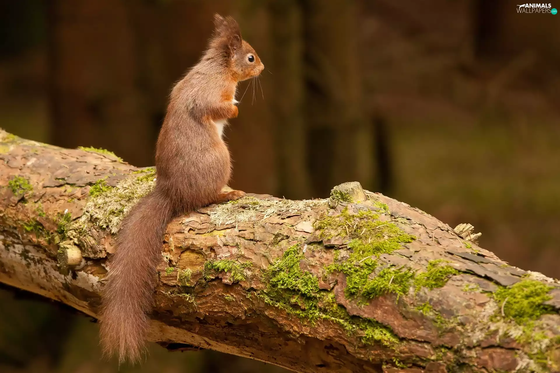 beam, Ginger, squirrel