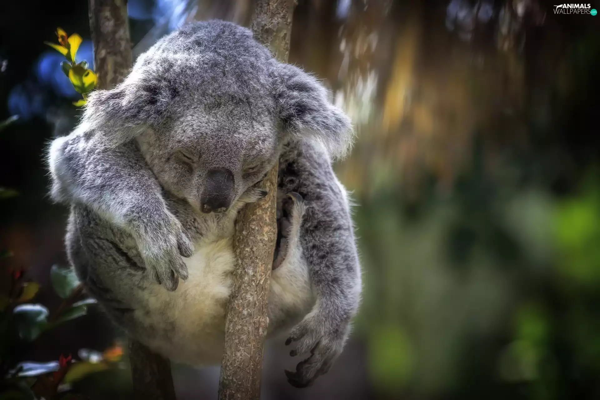 teddy bear, branch, dream, Koala