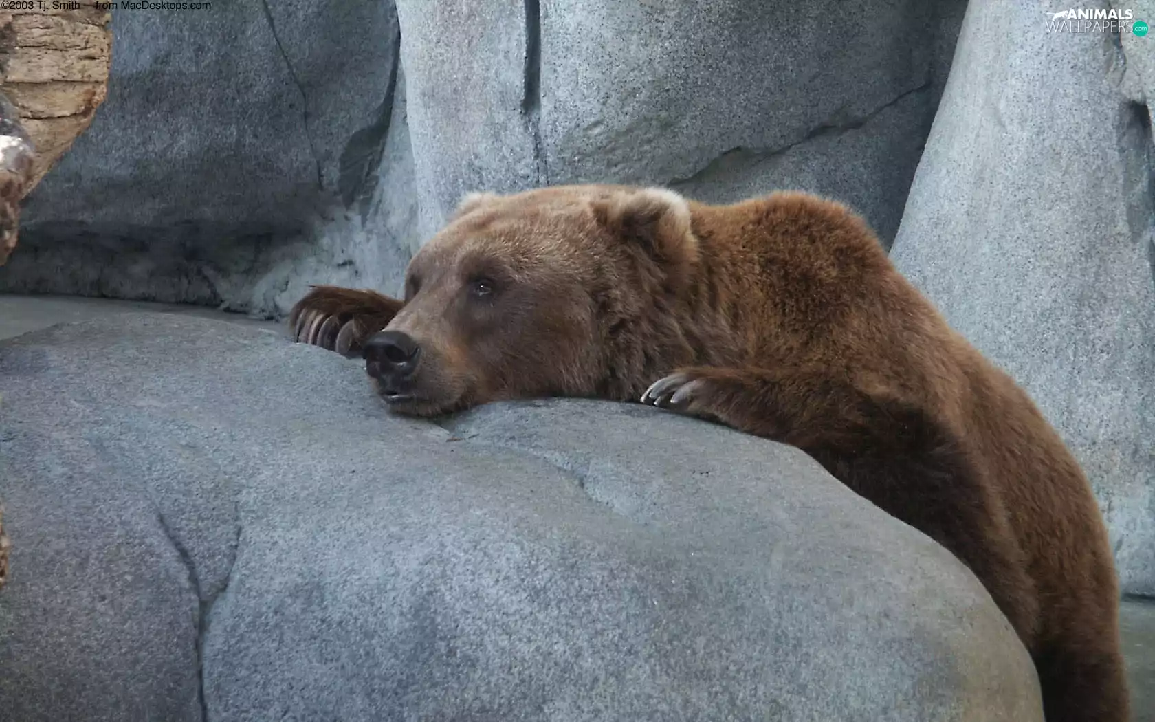 Bear, brown