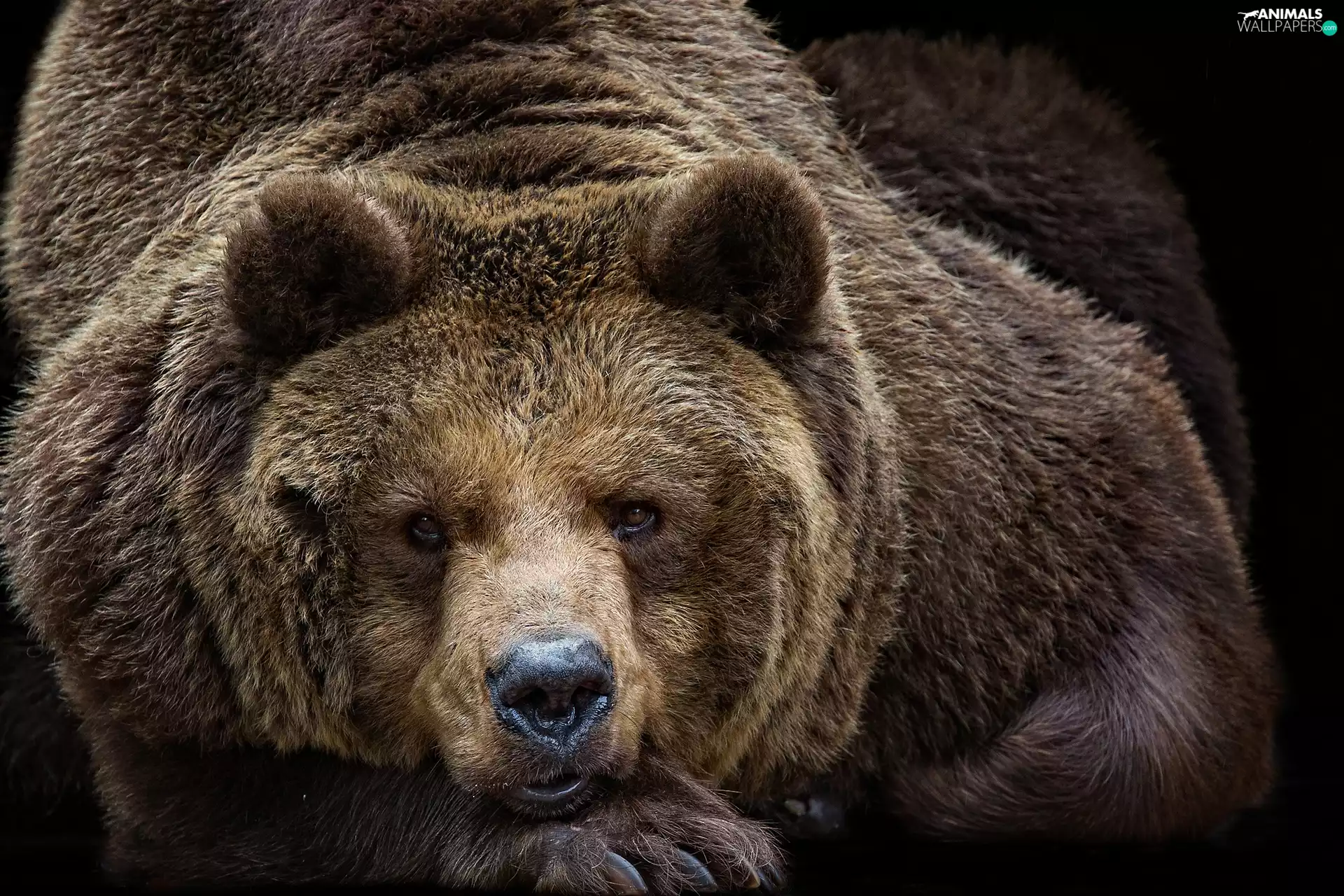 Bear, large, brown