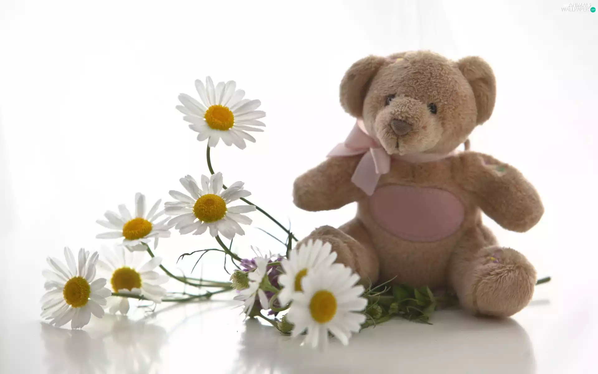 small bunch, teddy bear, mascot, Camomile