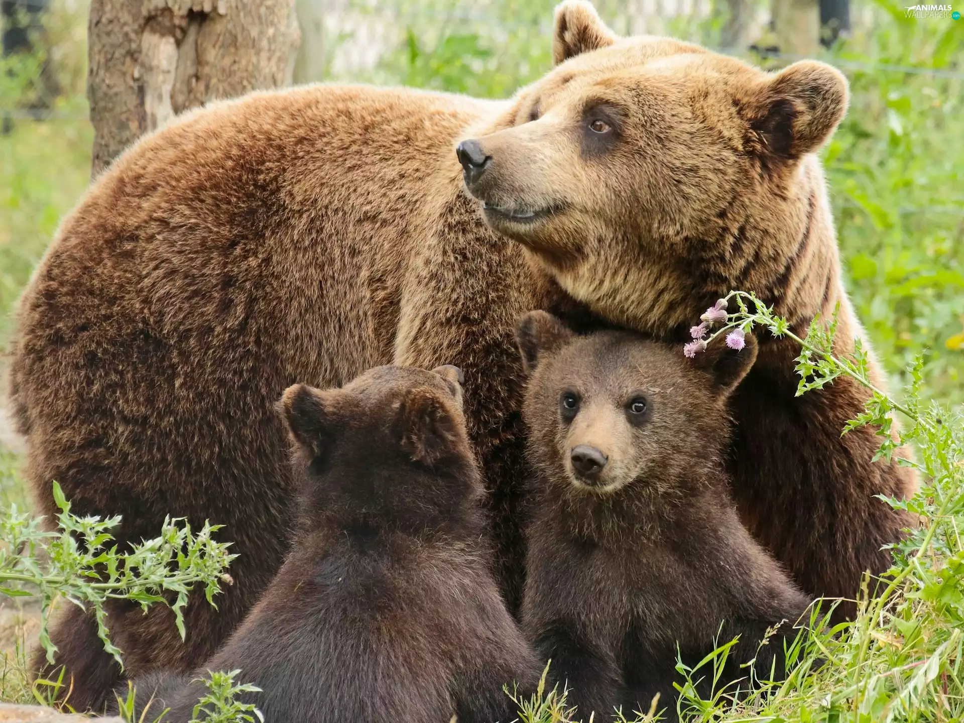 Little bears, she-bear, Two cars