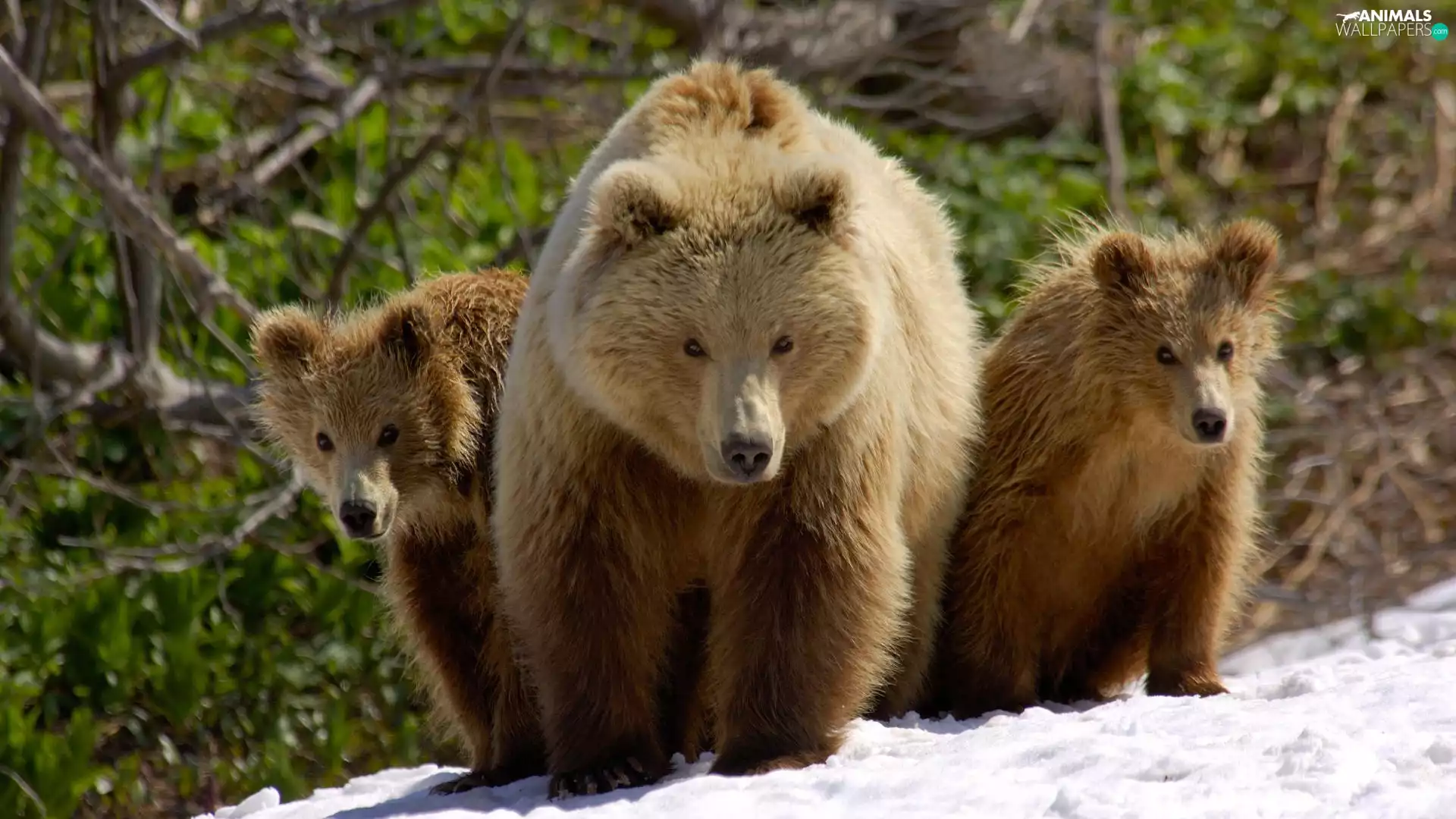 Little bears, she-bear, Two cars