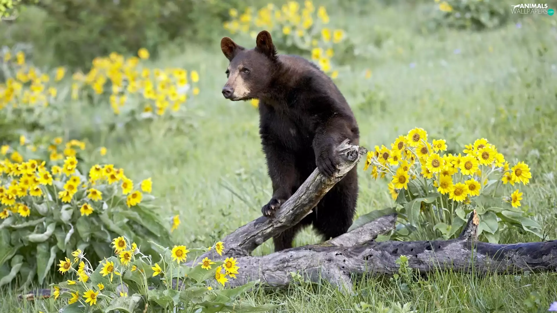 teddy bear, Flowers, Meadow, trees
