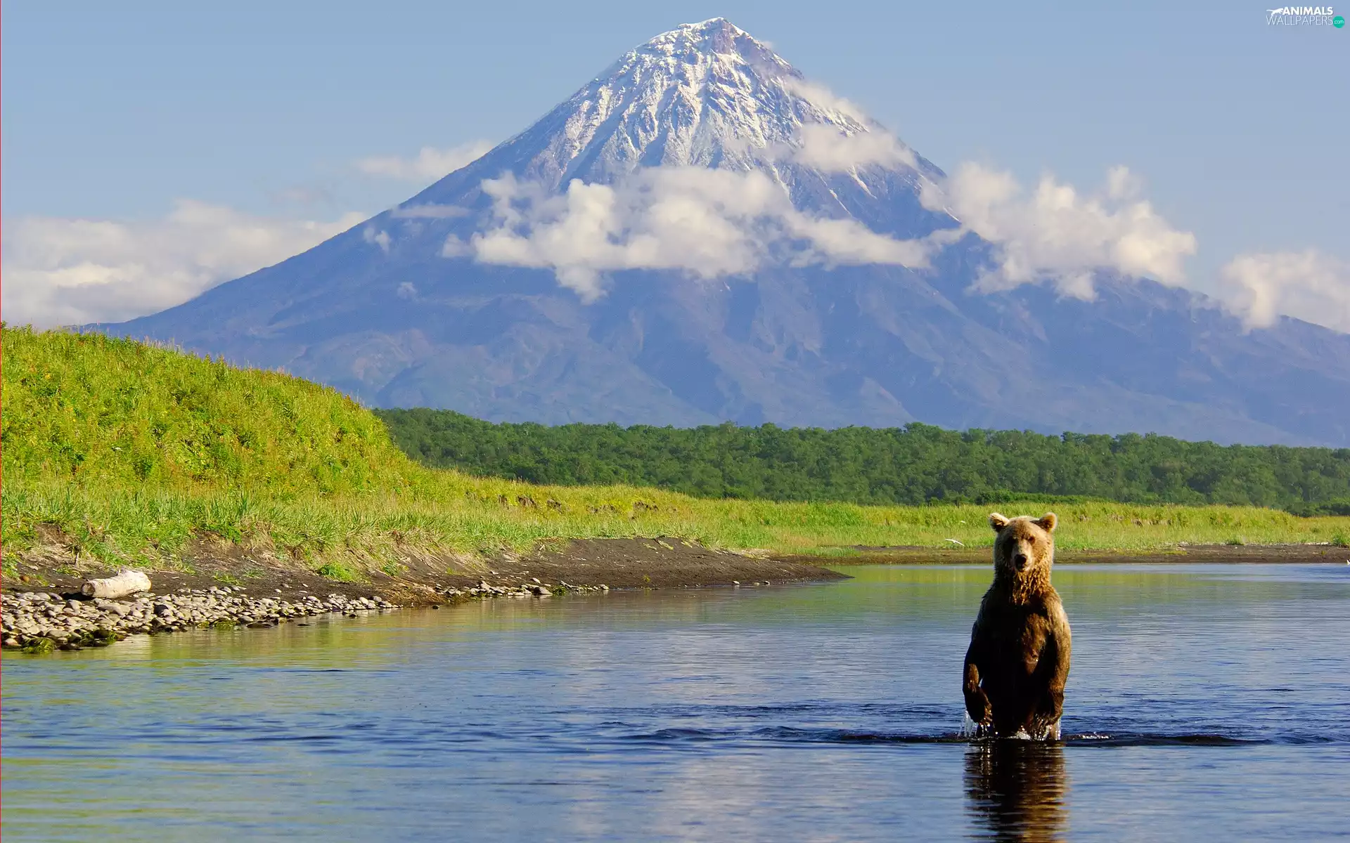 clouds, Bear, forest, lake, Mountains