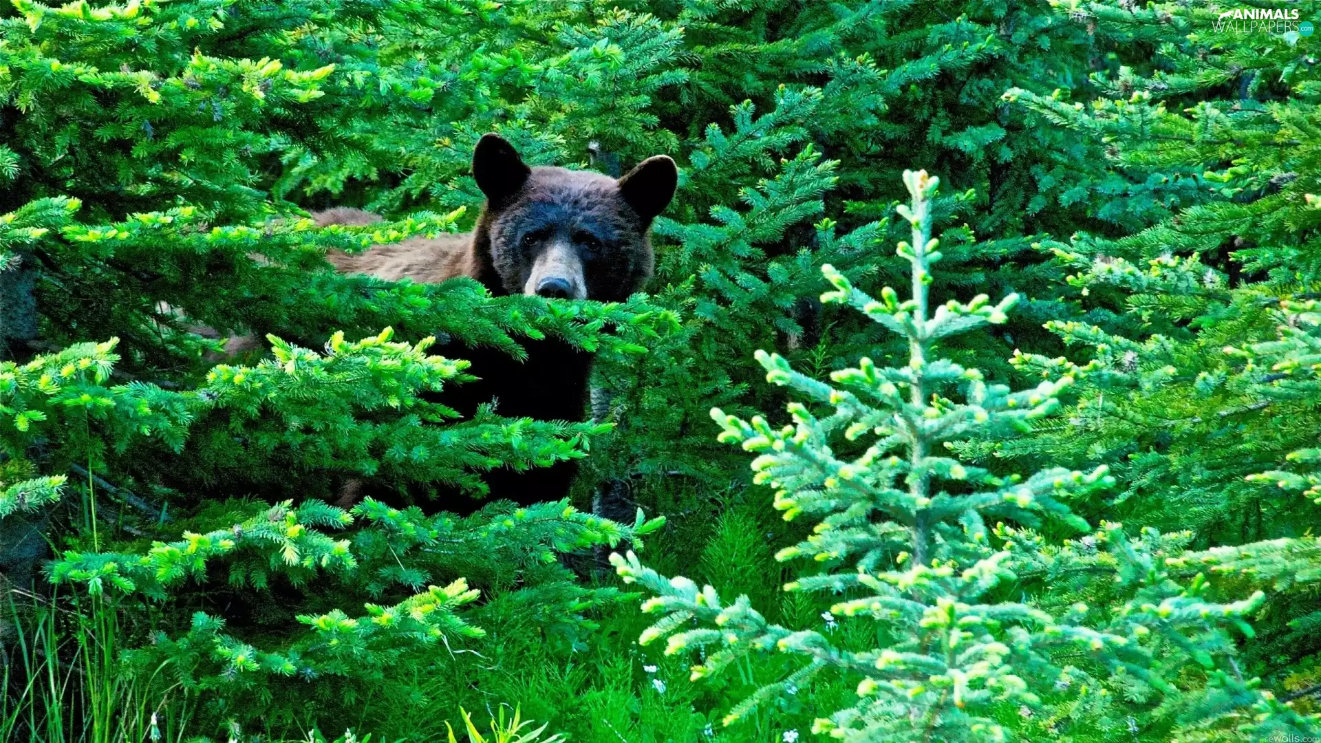 bear, forest