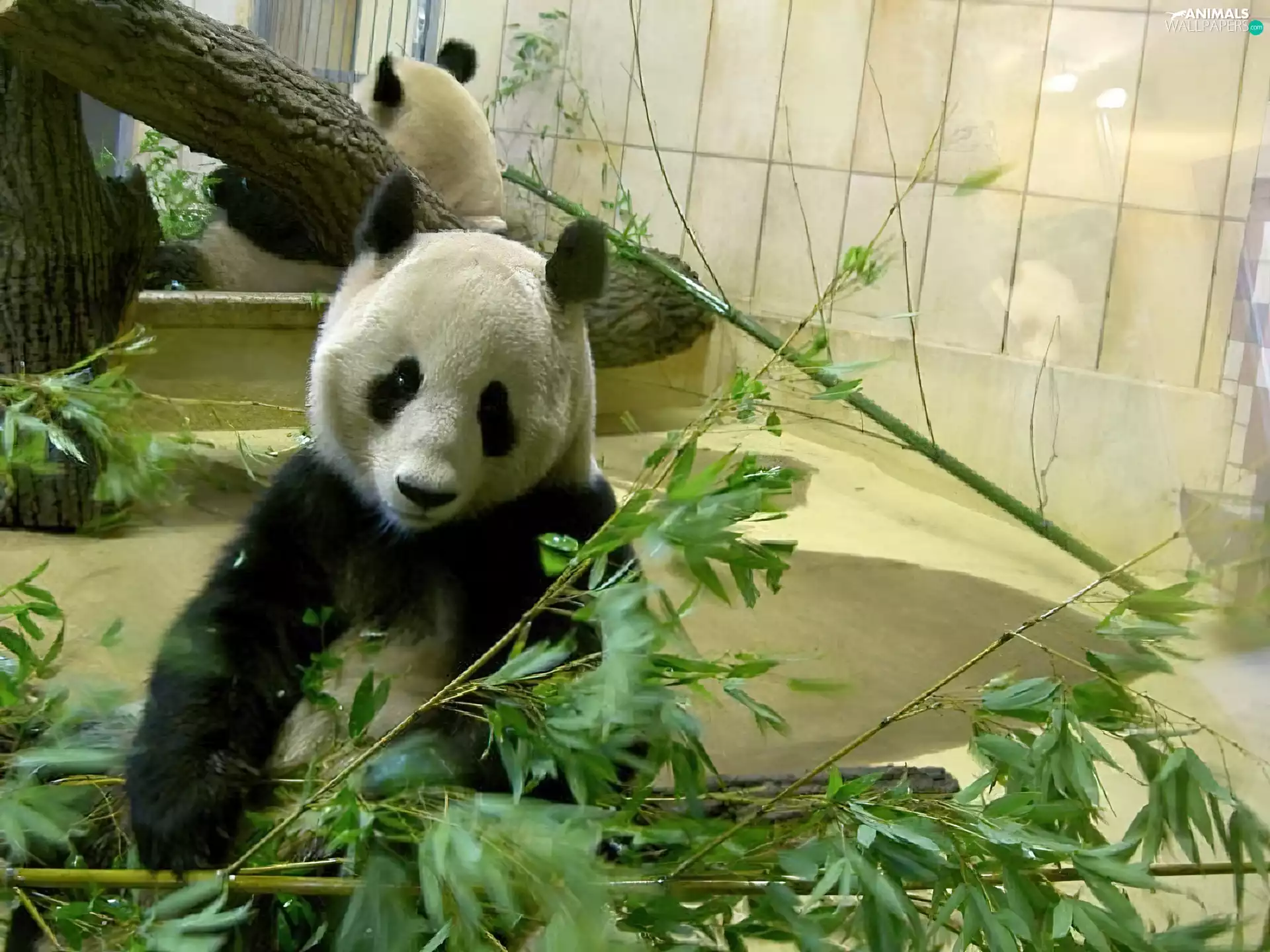 teddy bear, Garden, zoological, zpabda