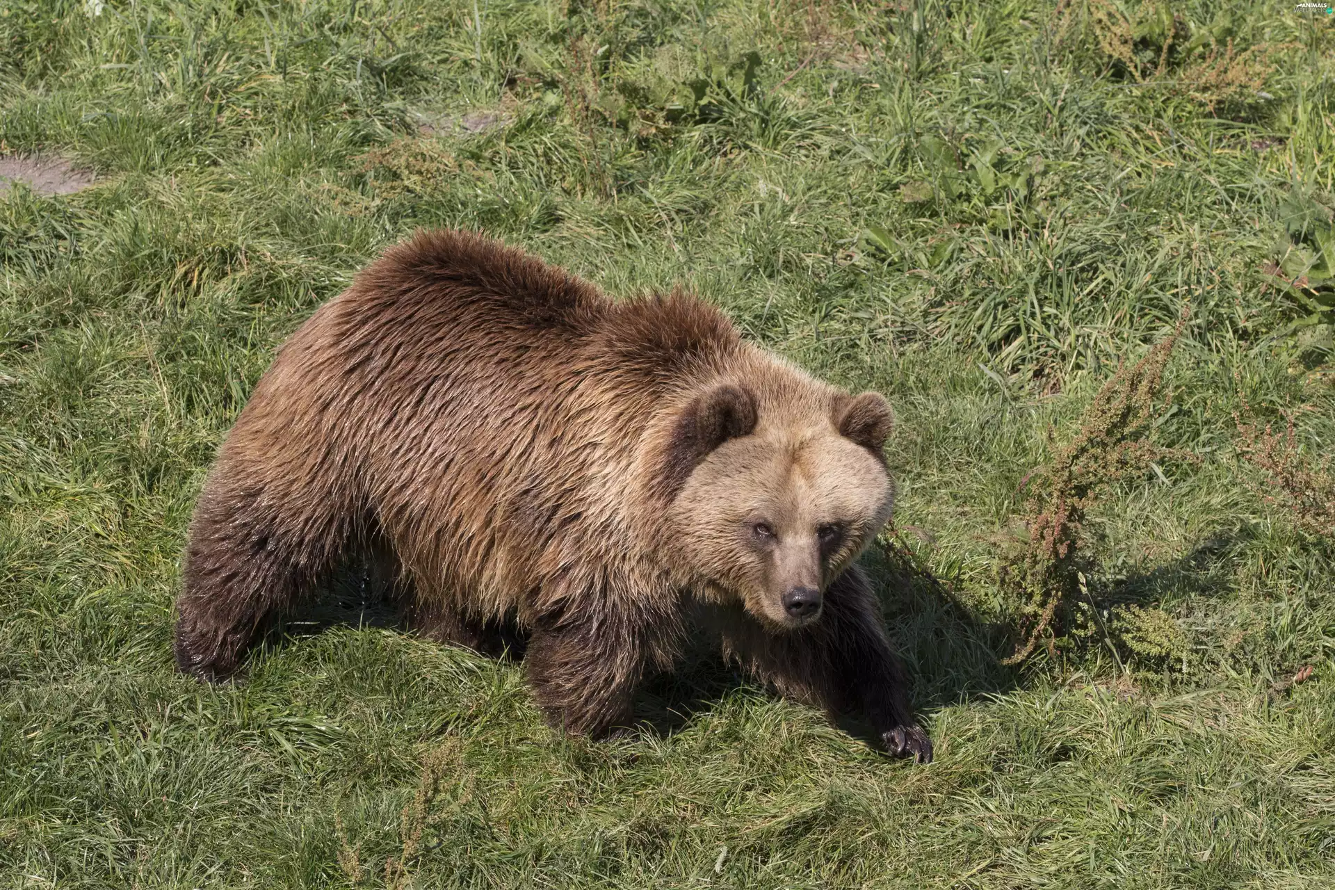 Bear, grass