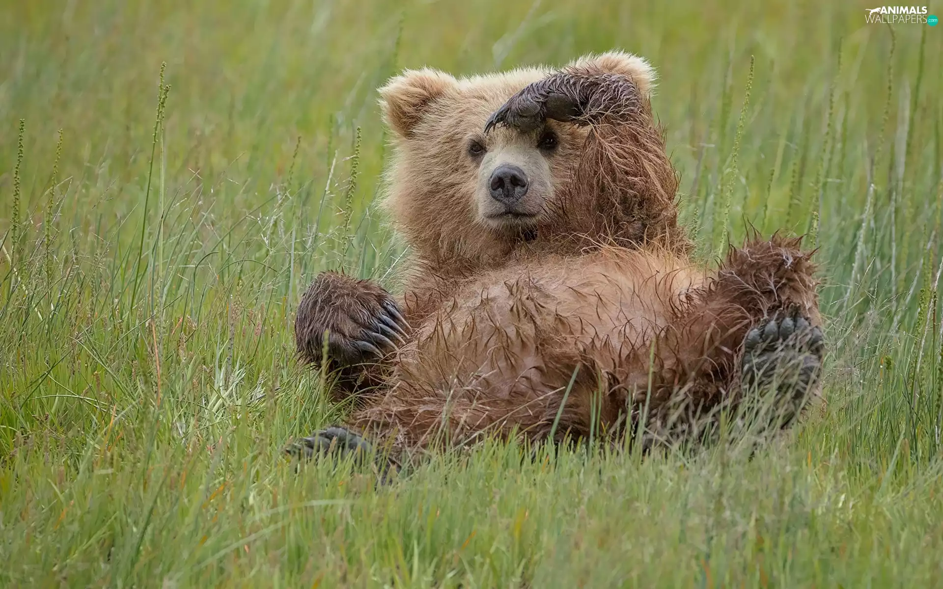 grass, lying, Brown bear