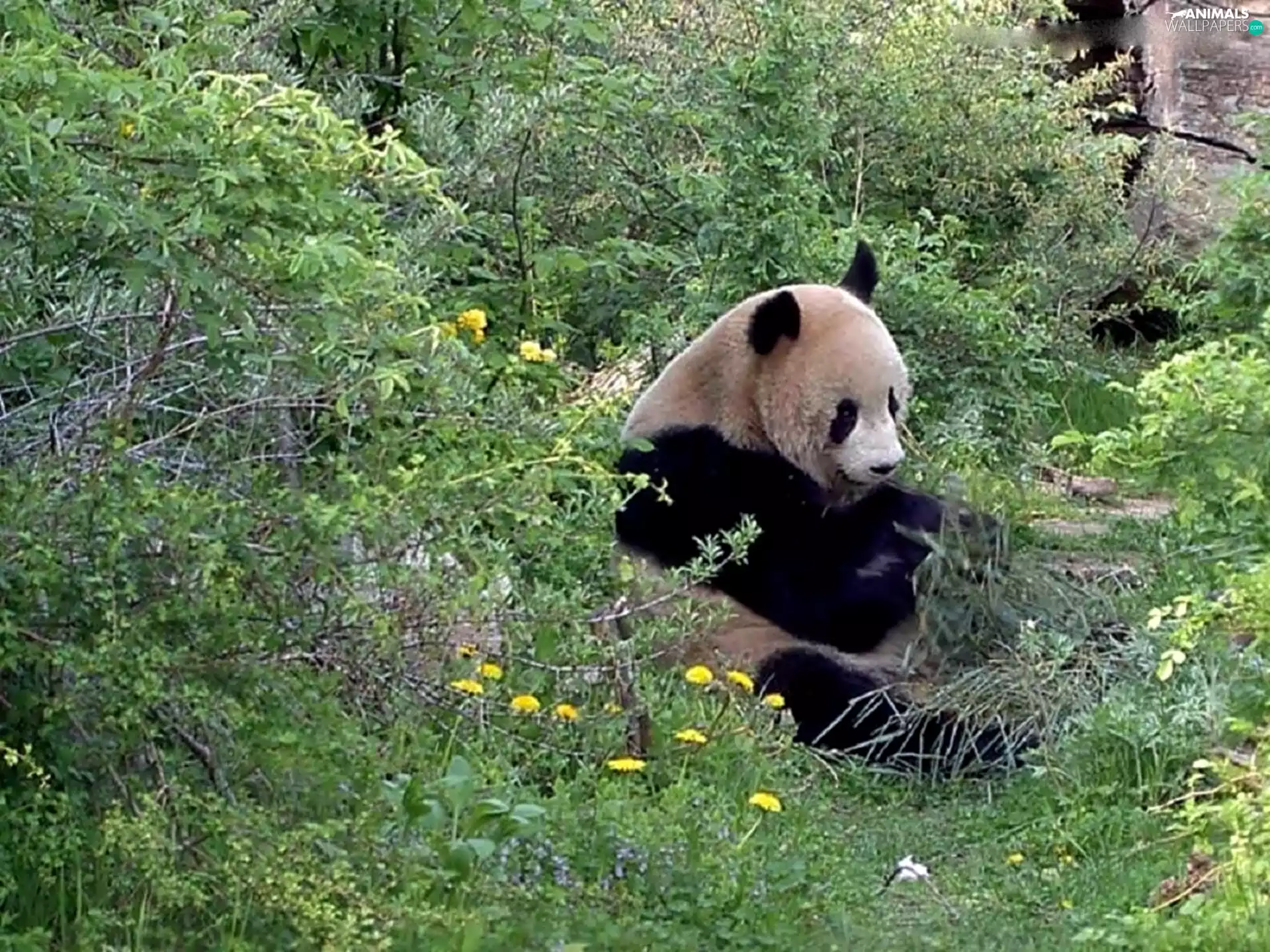 teddy bear, Green, thicket, zpabda