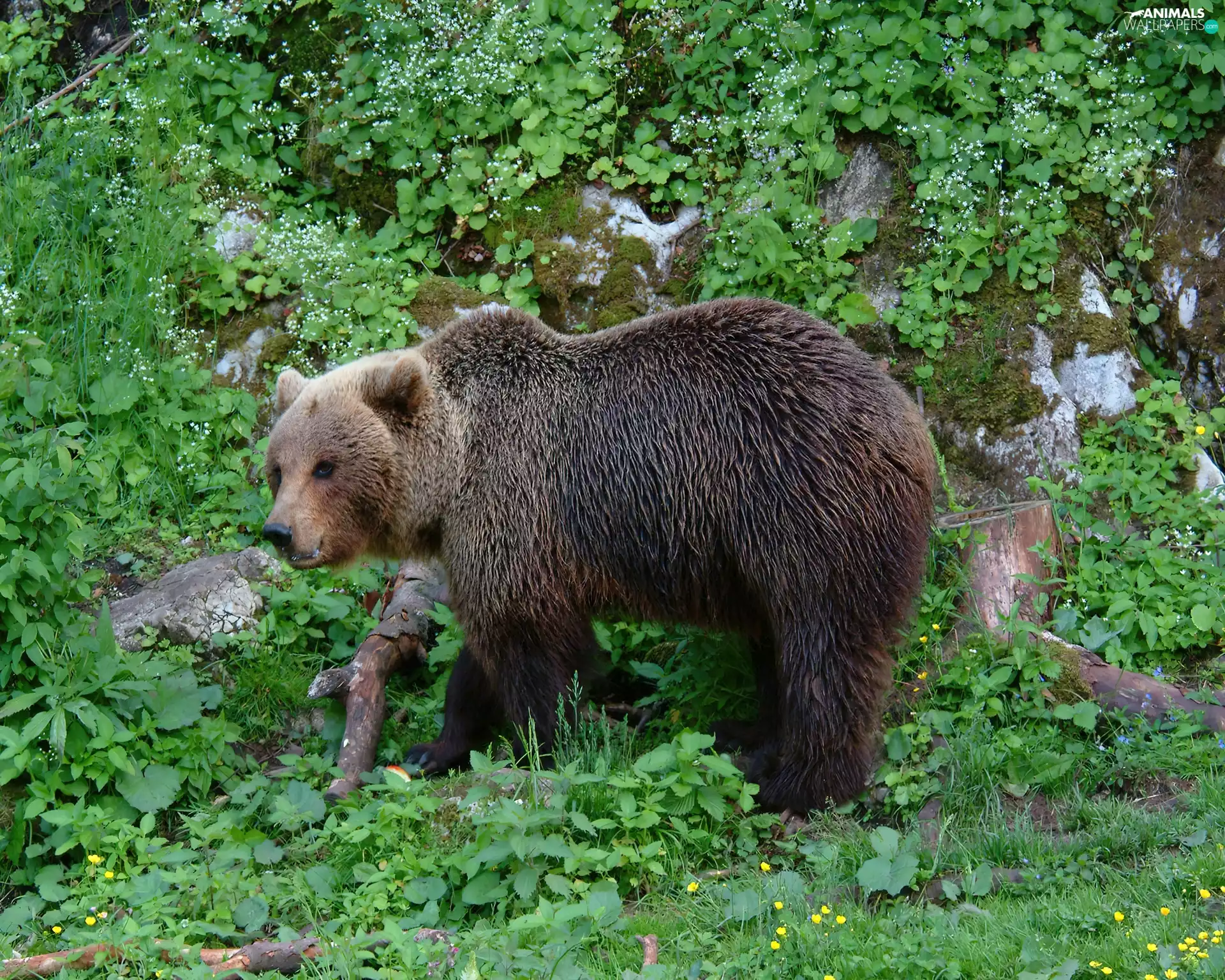 Bear, green