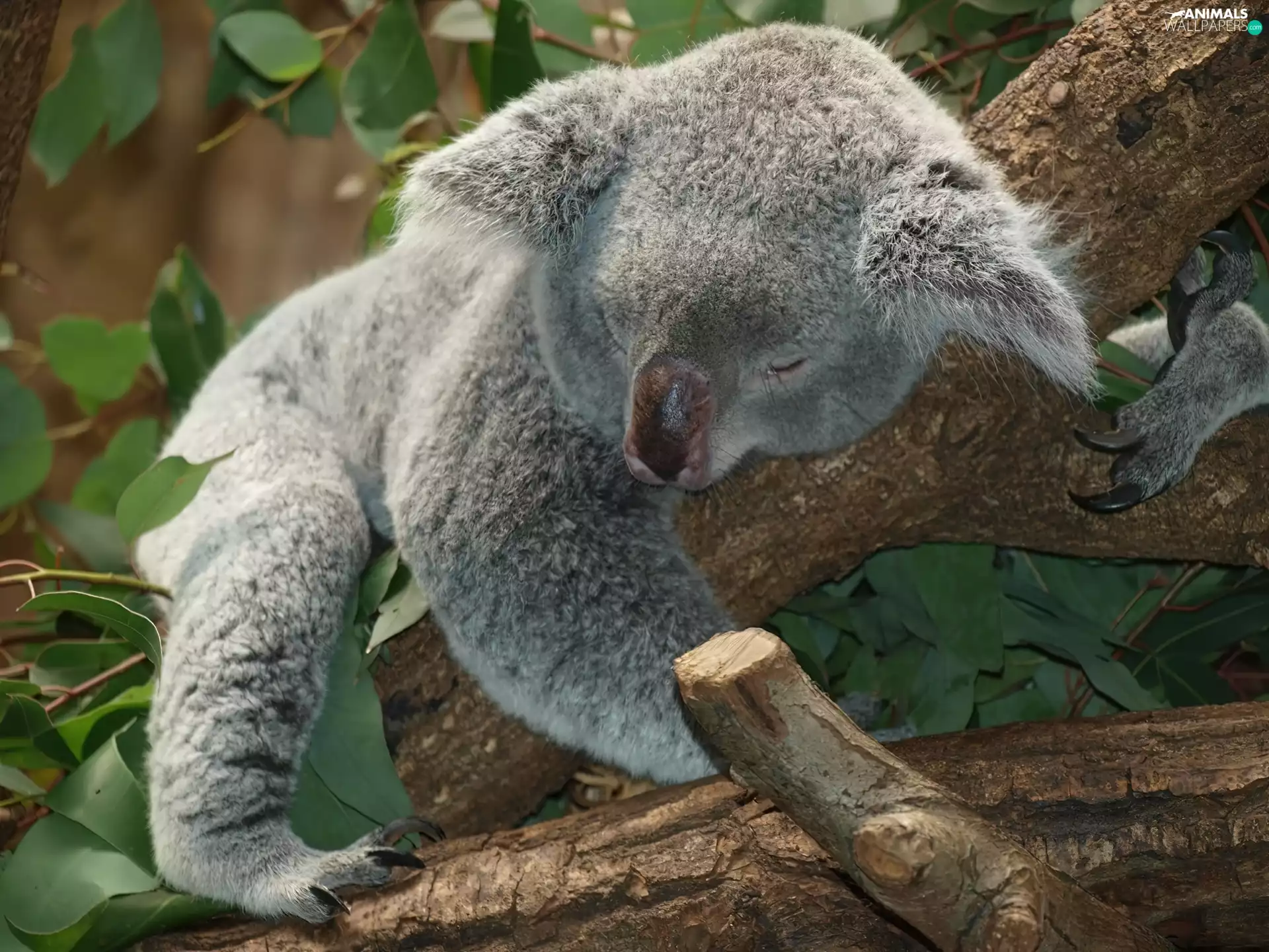 Koala, sleepy, teddy bear