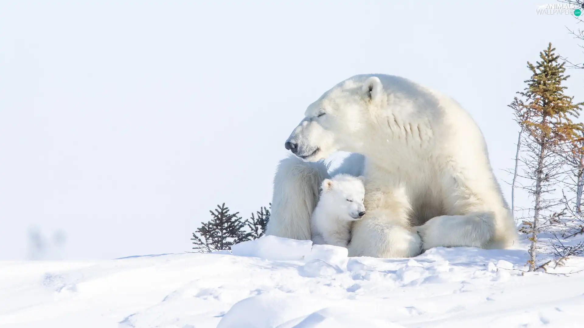 Polar Bears, little bear, snow, she-bear