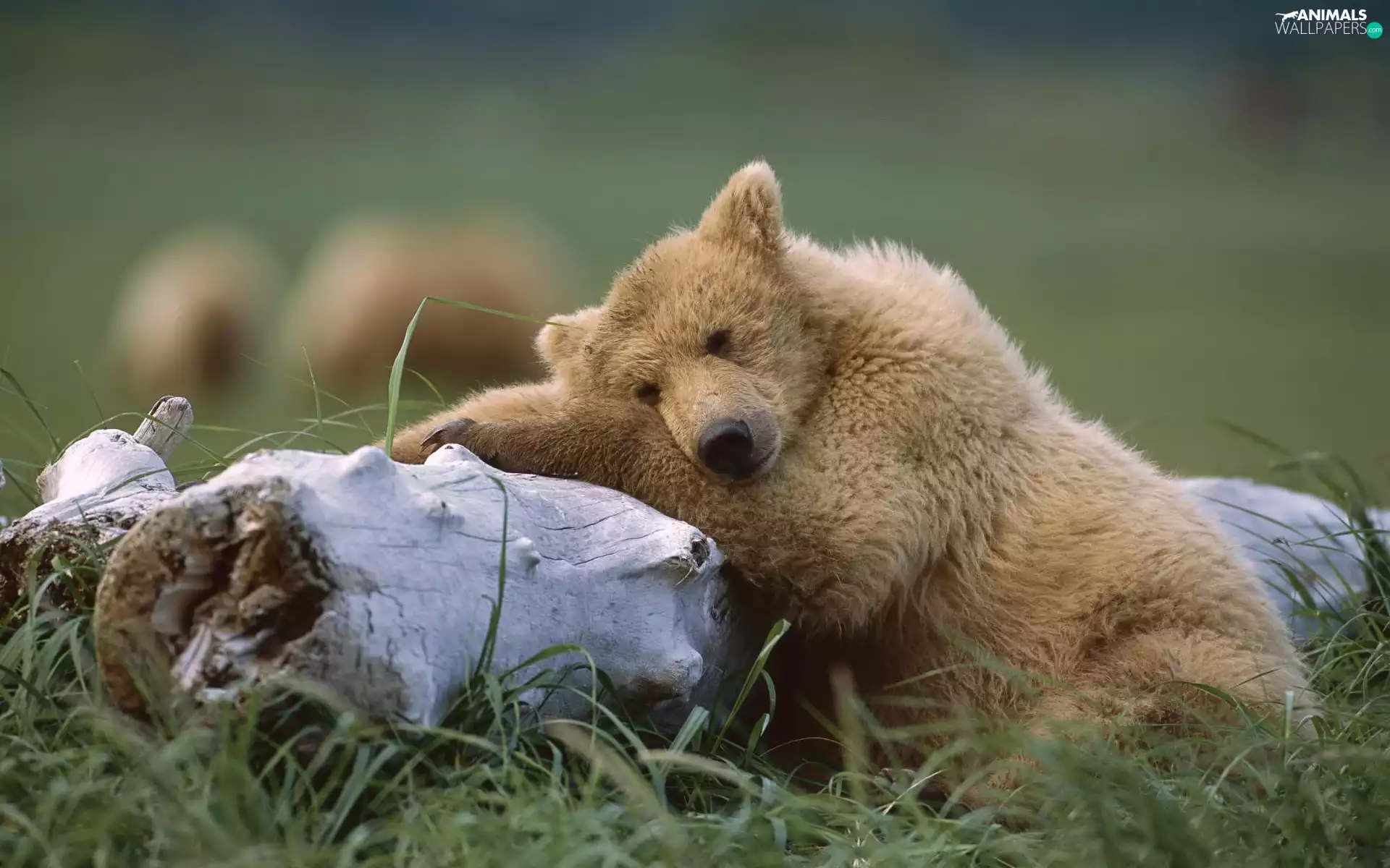 bear, log