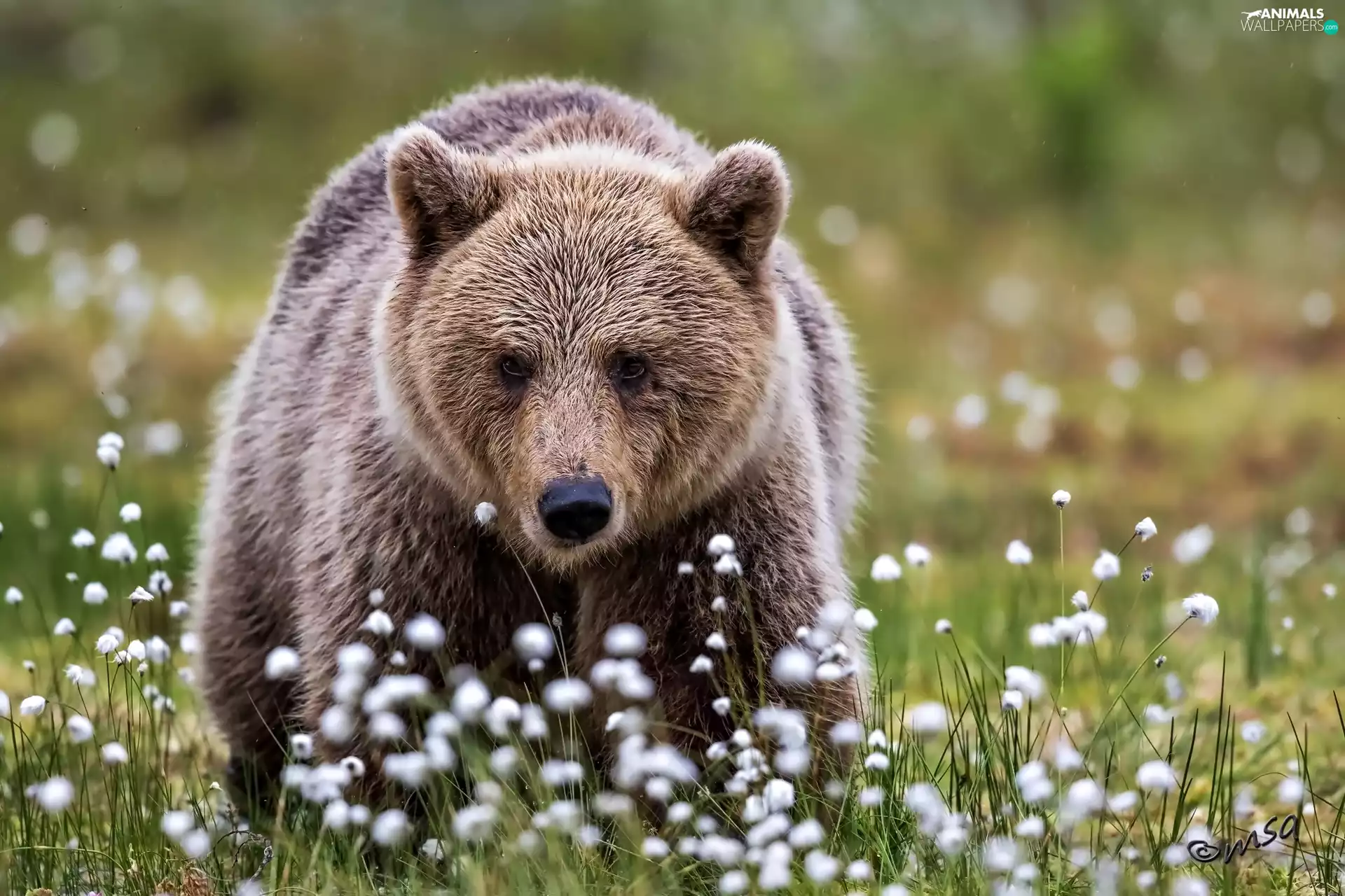 Bear, Meadow