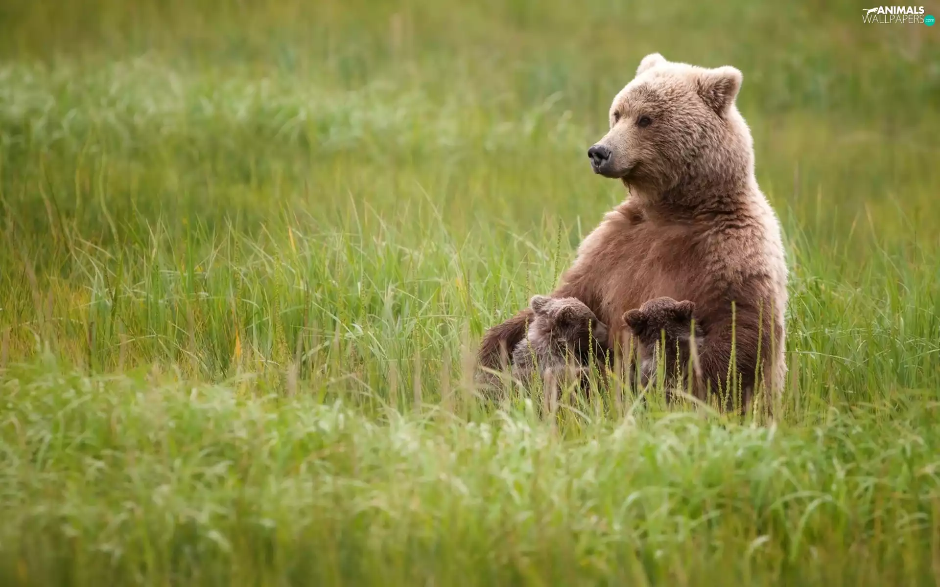 Meadow, lactescent, she-bear