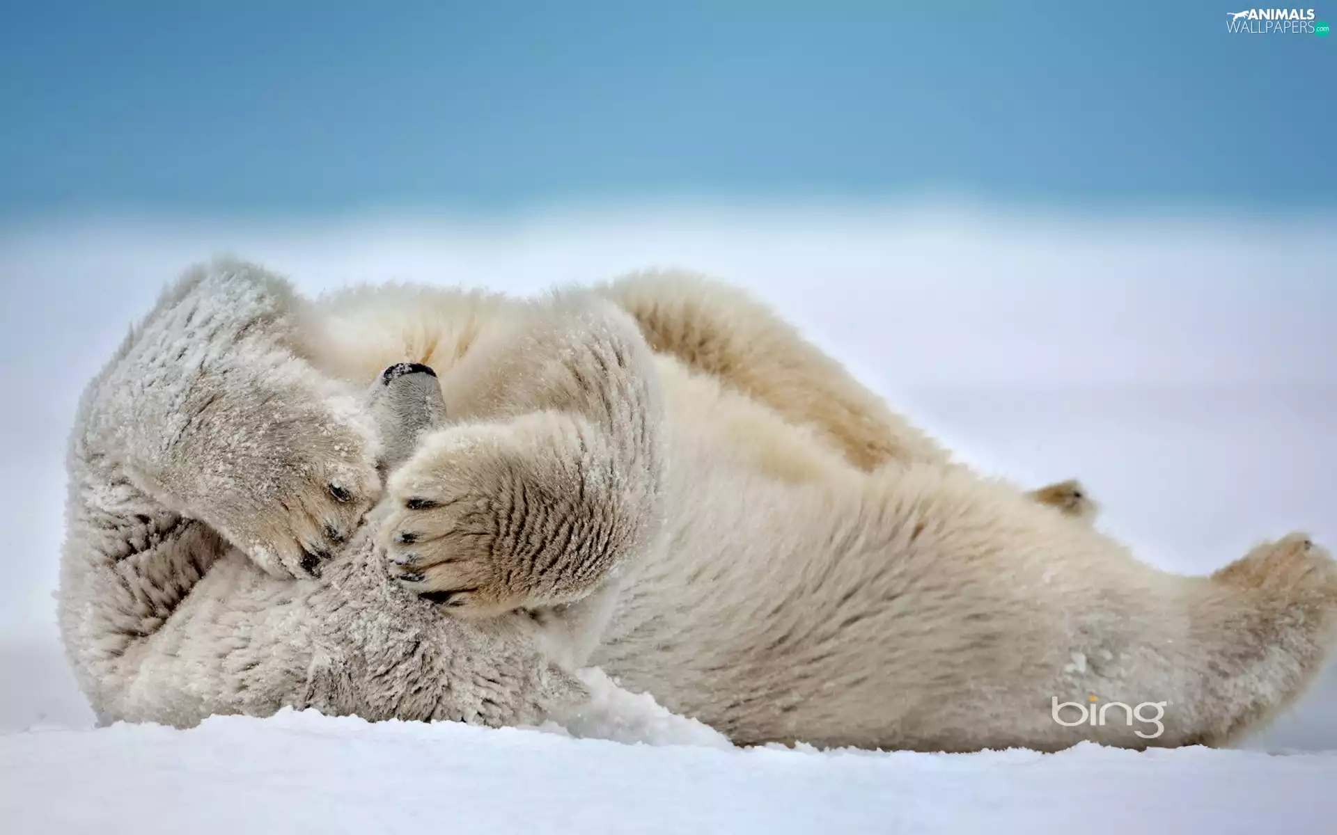 teddy bear, paws, snow, polar