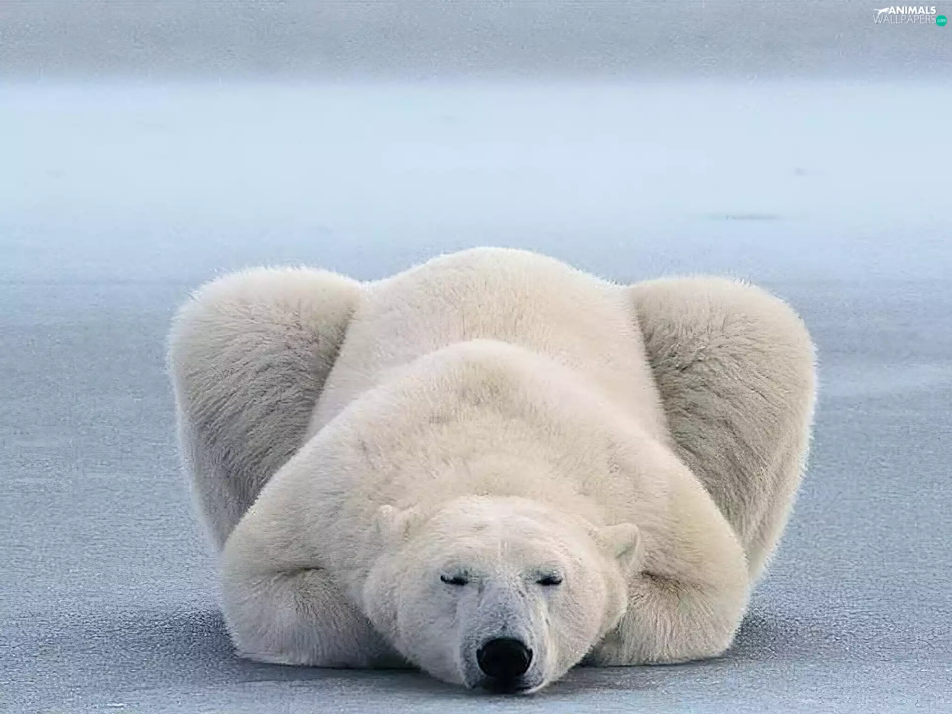 Bear, polar