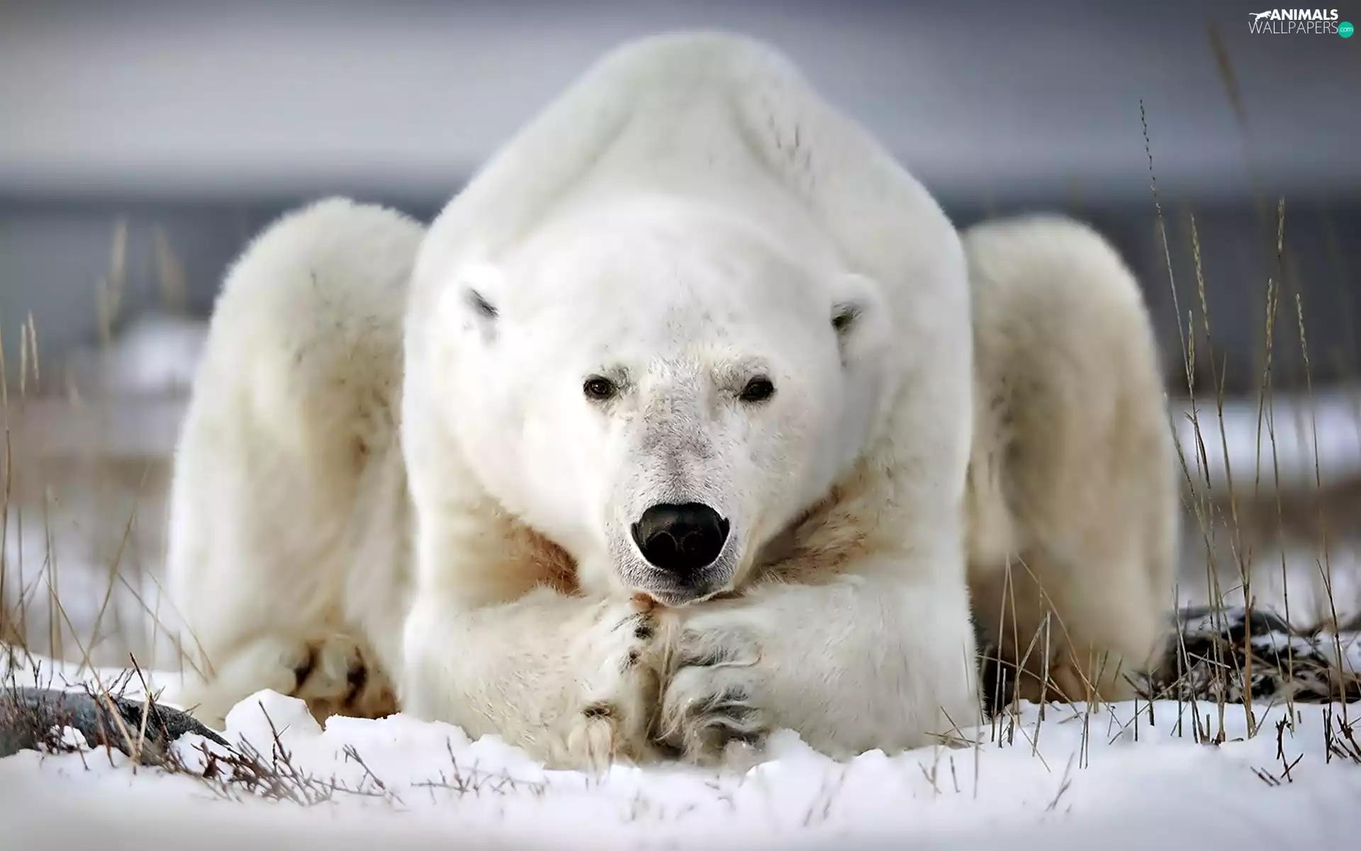Bear, polar