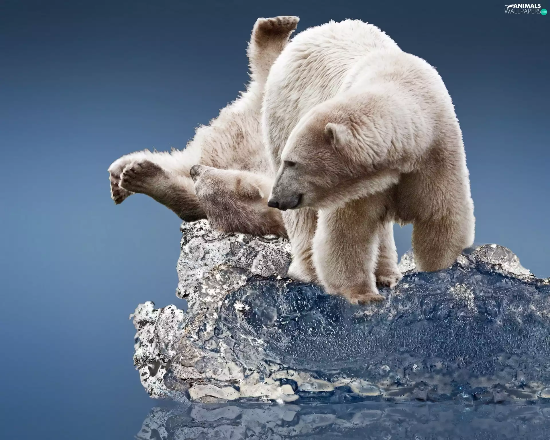 polar, Two cars, bear