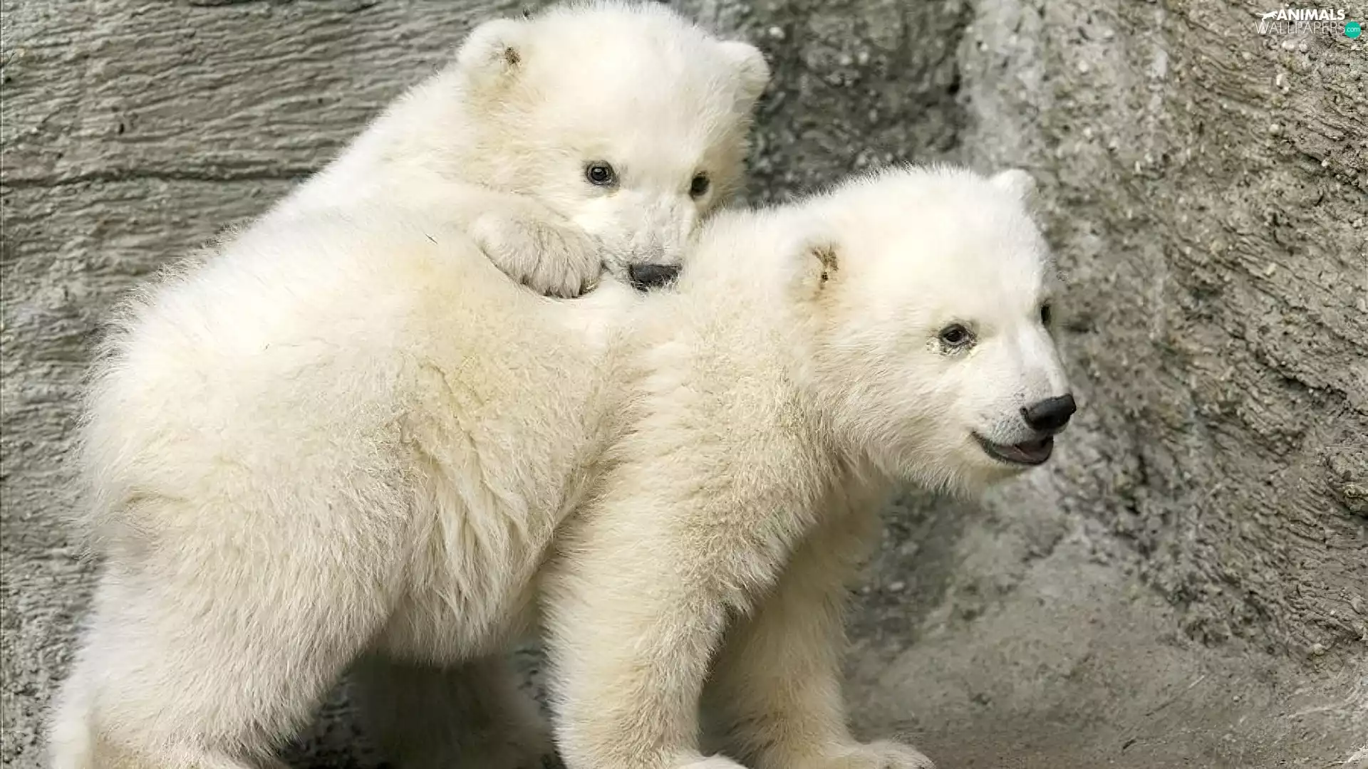 polar, Two cars, bear