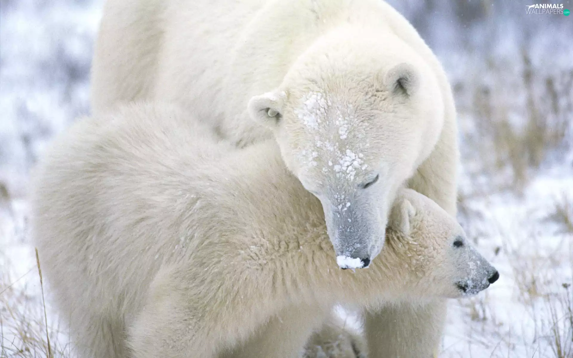 polar, Two cars, bear