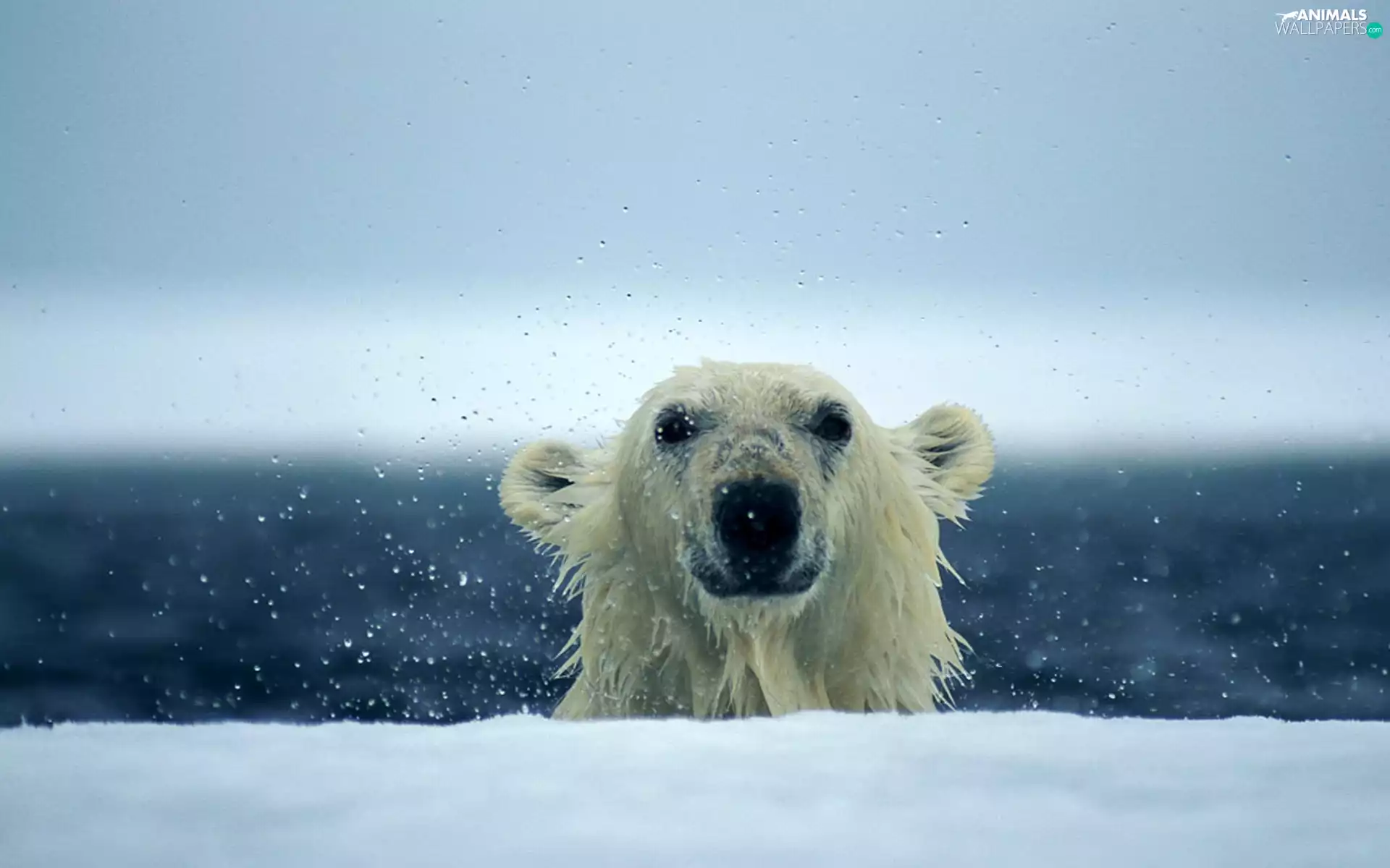 polar, wet, teddy bear
