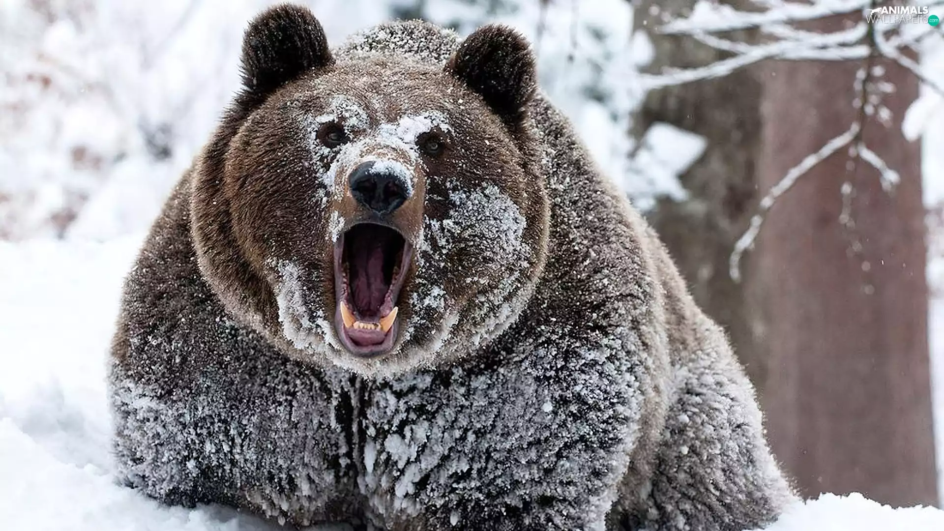 roaring, brown, snow, Bear