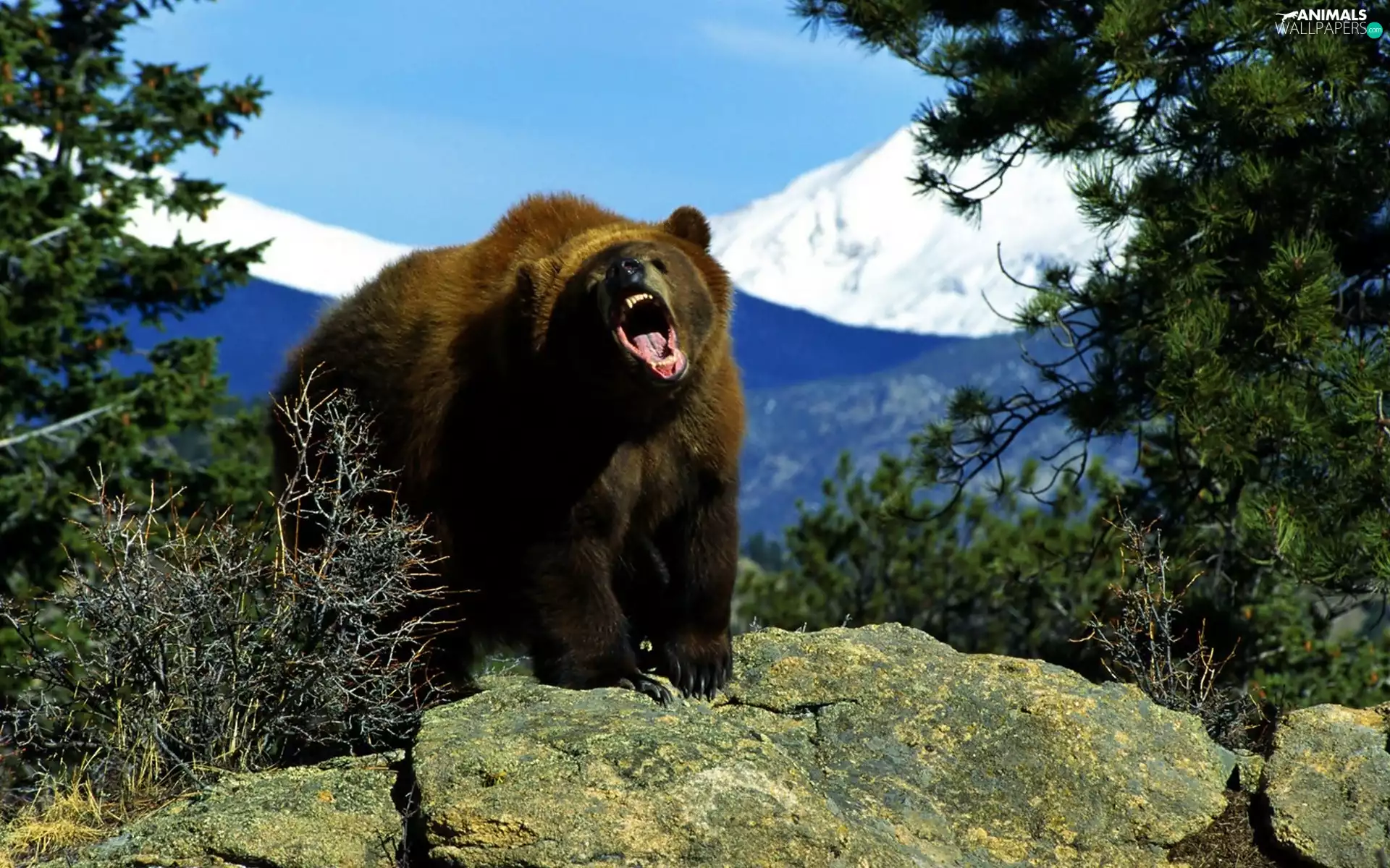 Bear, rocks