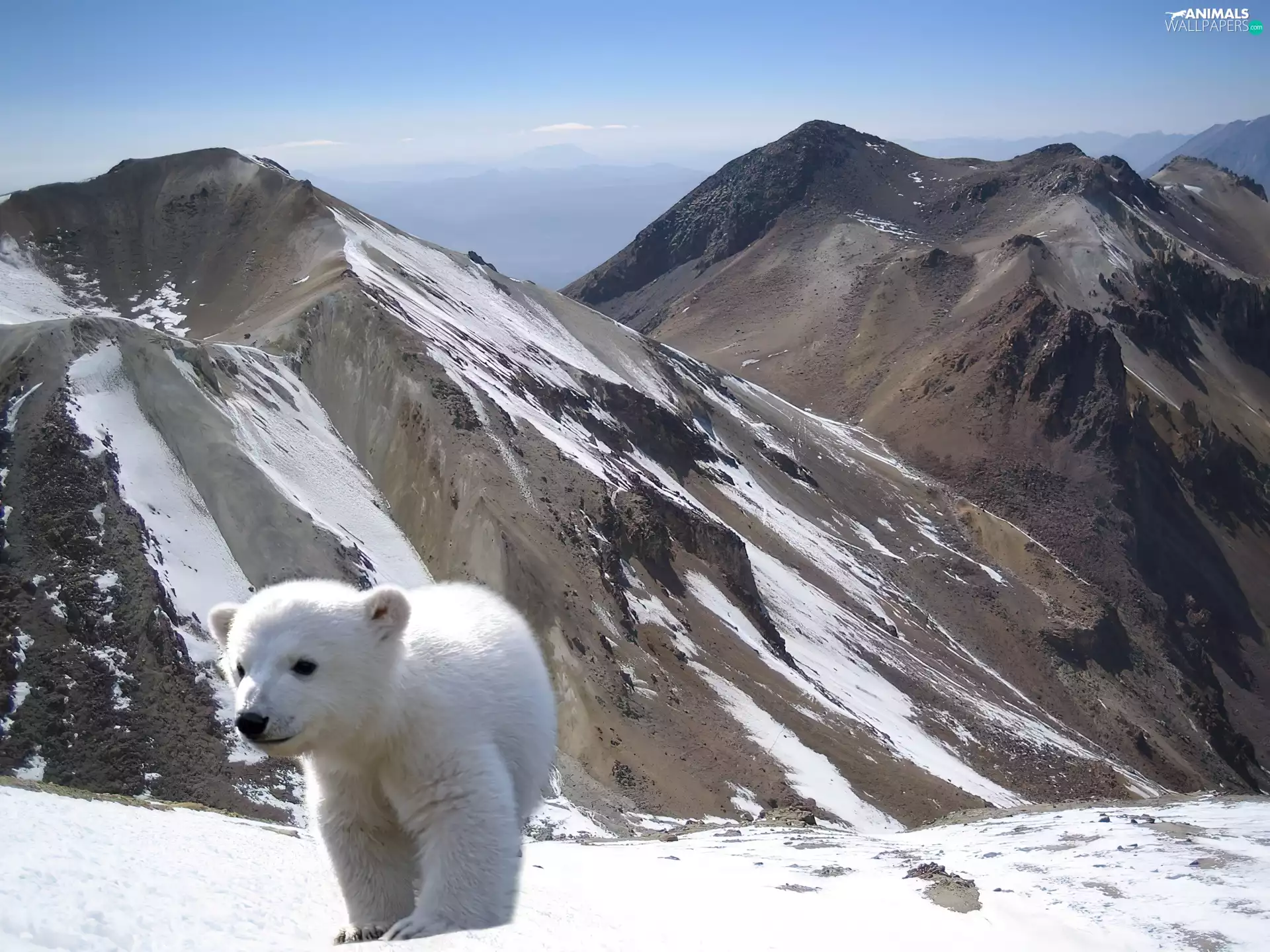 small, Mountains, snow, Bear