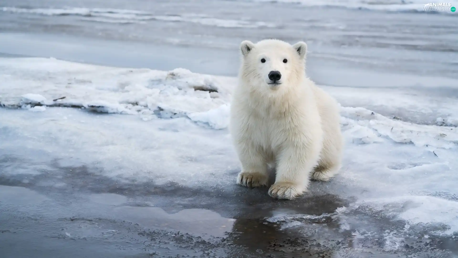 small, polar, snow, Bear