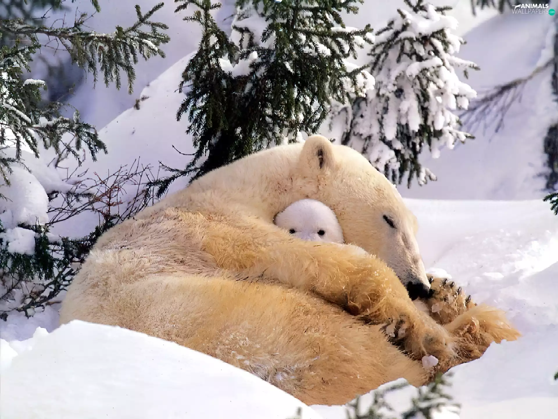 snow, polar, teddy bear