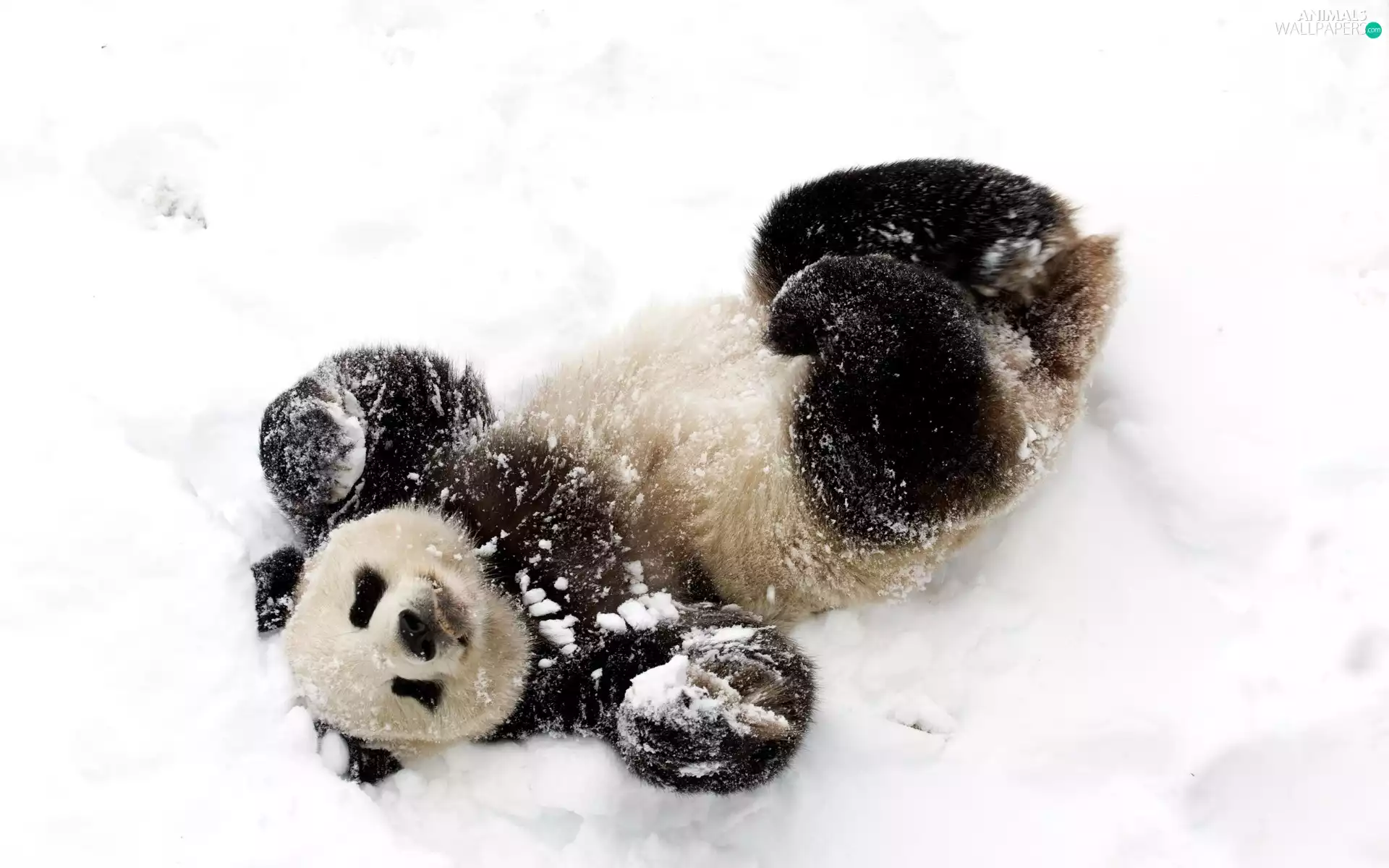 teddy bear, snow, winter, zpabda