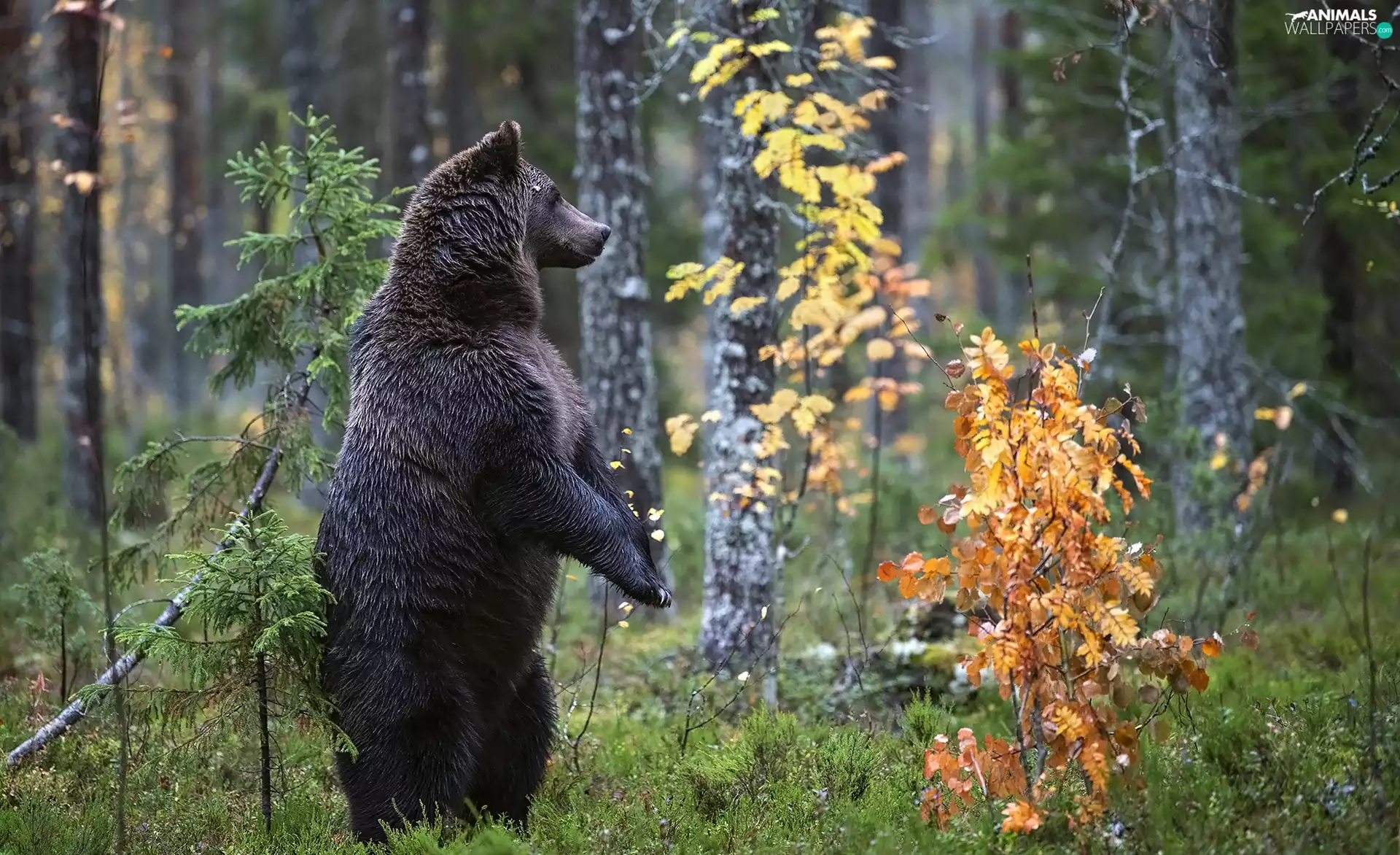 trees, viewes, Brown bear, forest, standing
