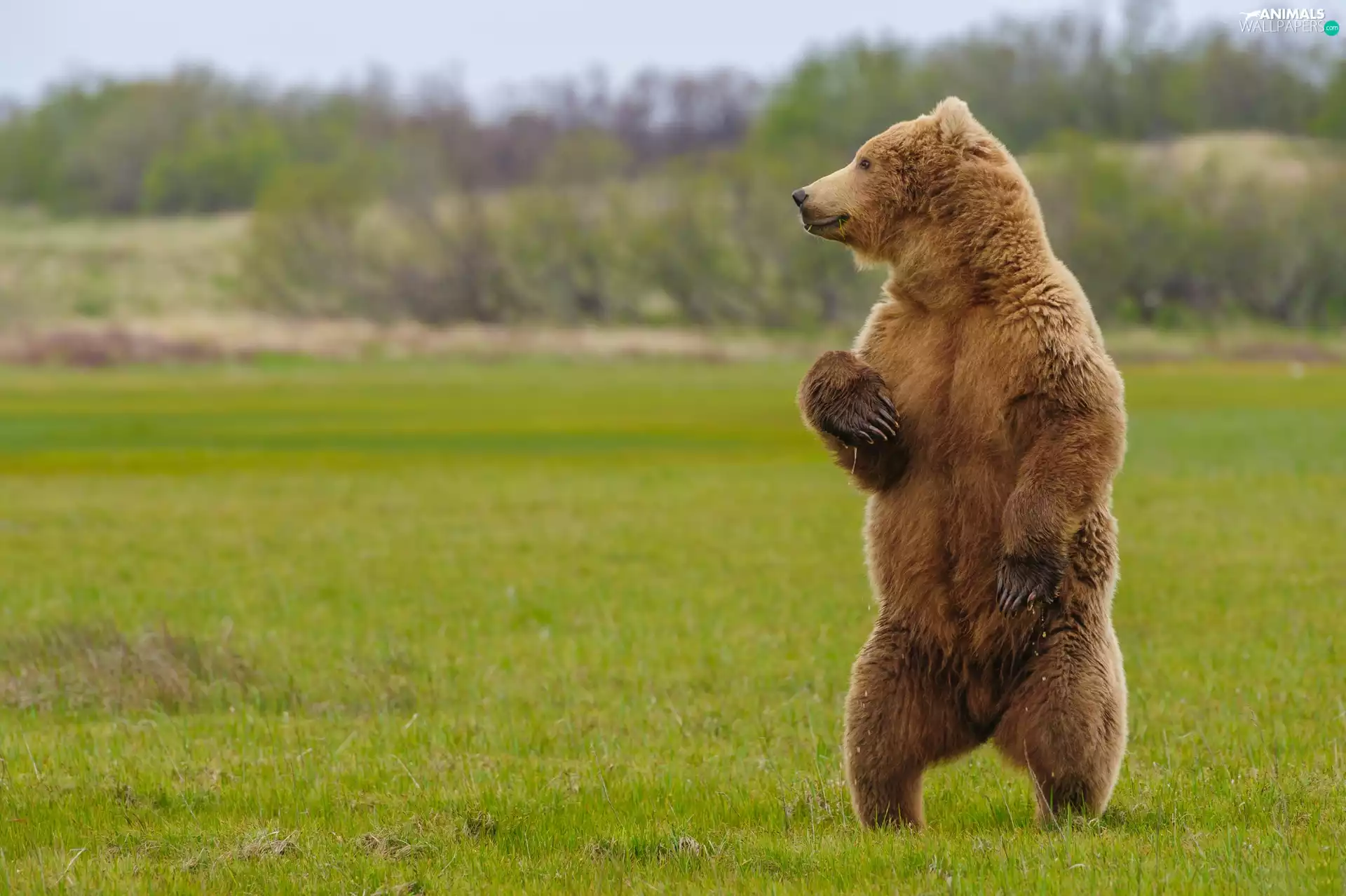 standing, Grizzly, grass, Bear
