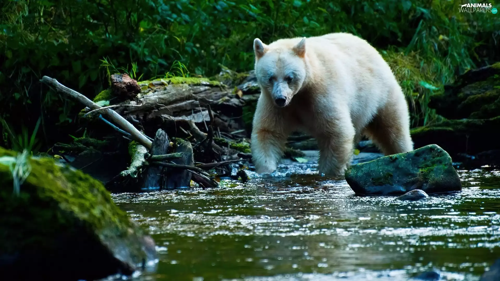 viewes, Bear, Stones, trees, River