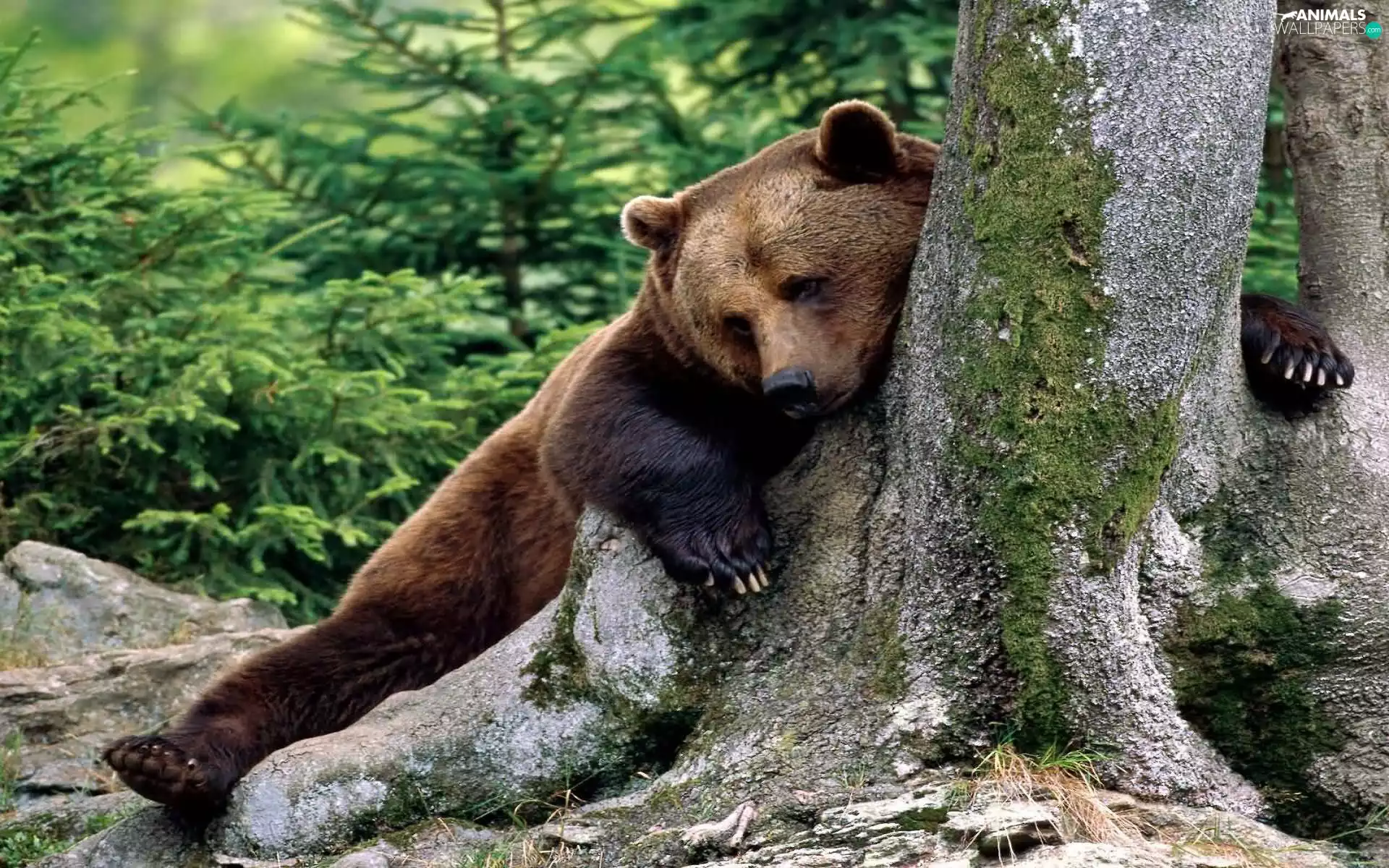 Bear, trees