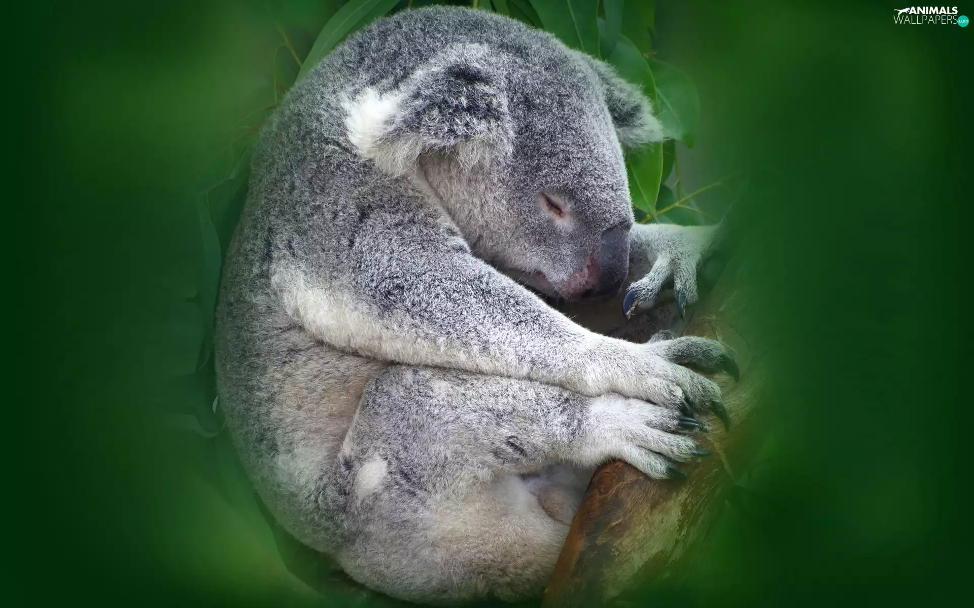 teddy bear, trees, graphics, Koala