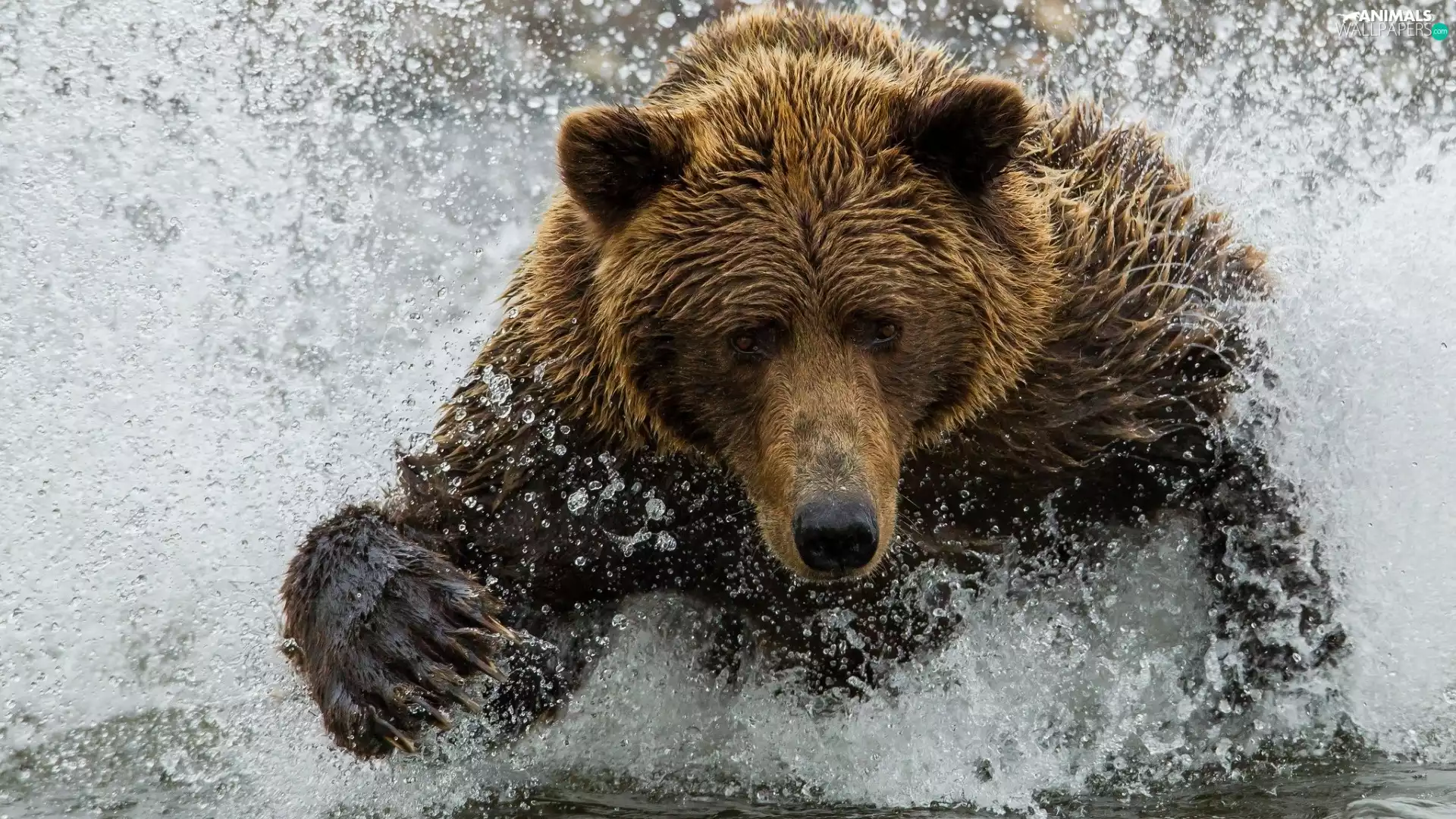 Bear, water