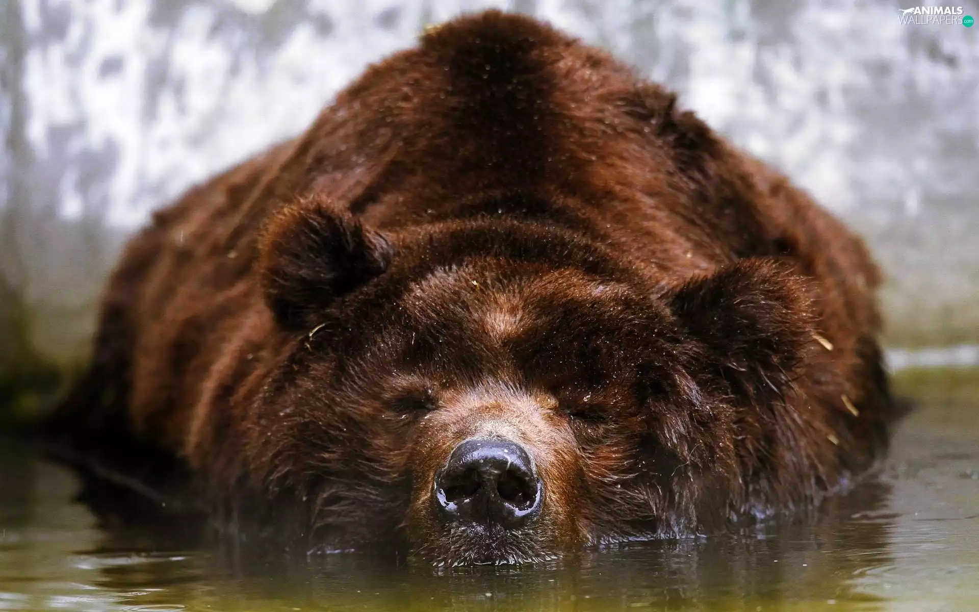 Bear, water