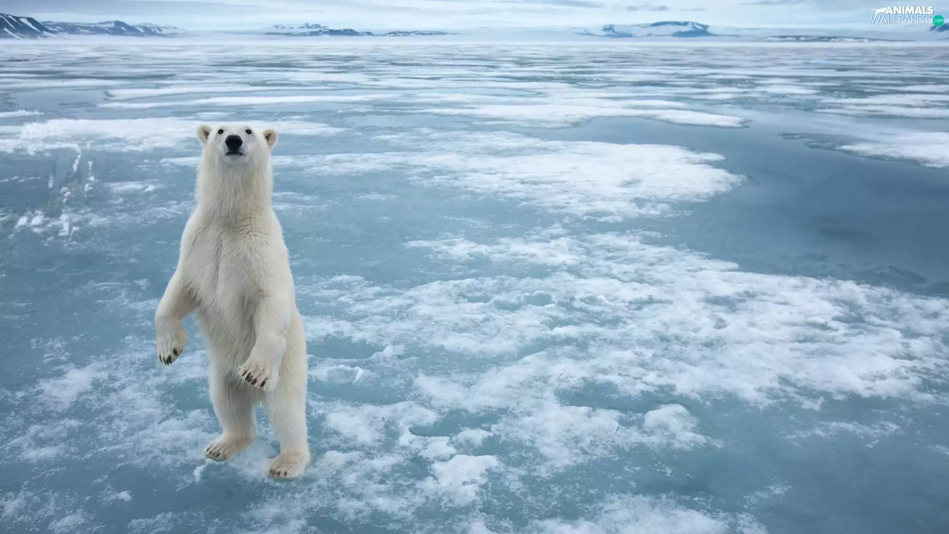 Bear, standing, White
