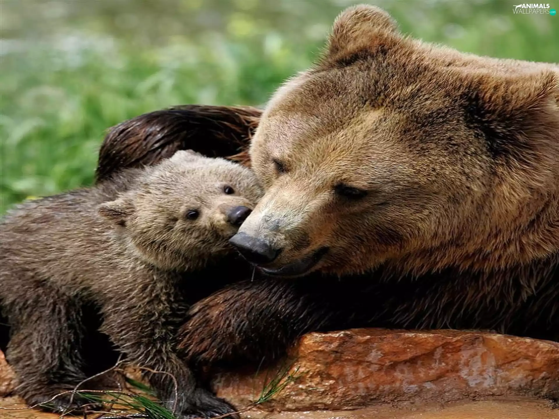 young, mother, teddy bear