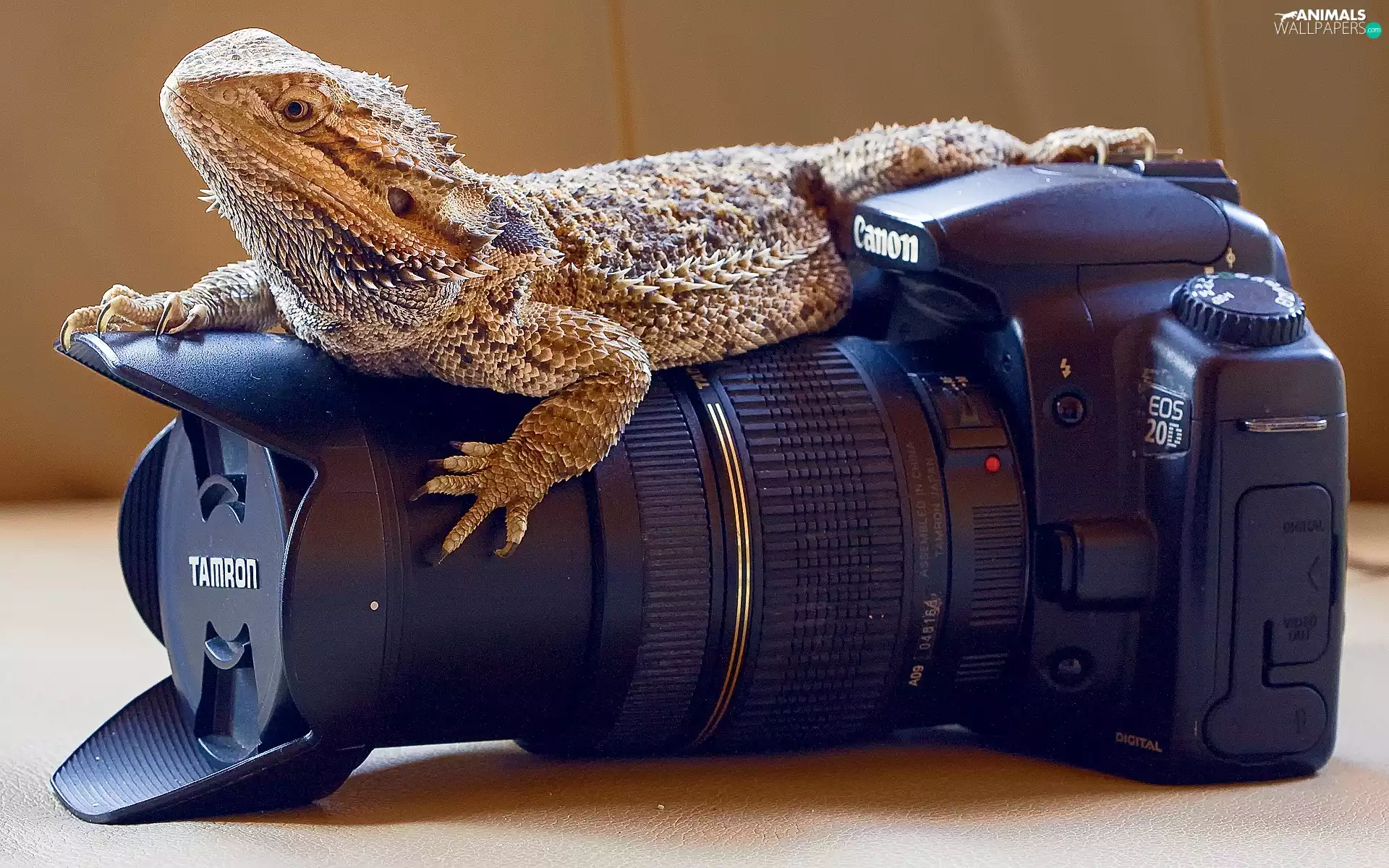 bearded, Camera, Agama