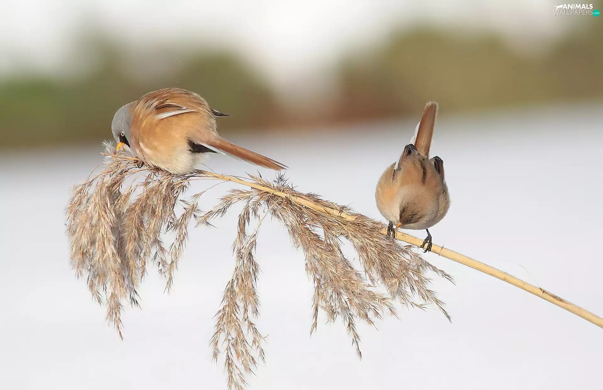 Bearded Reeding, grass
