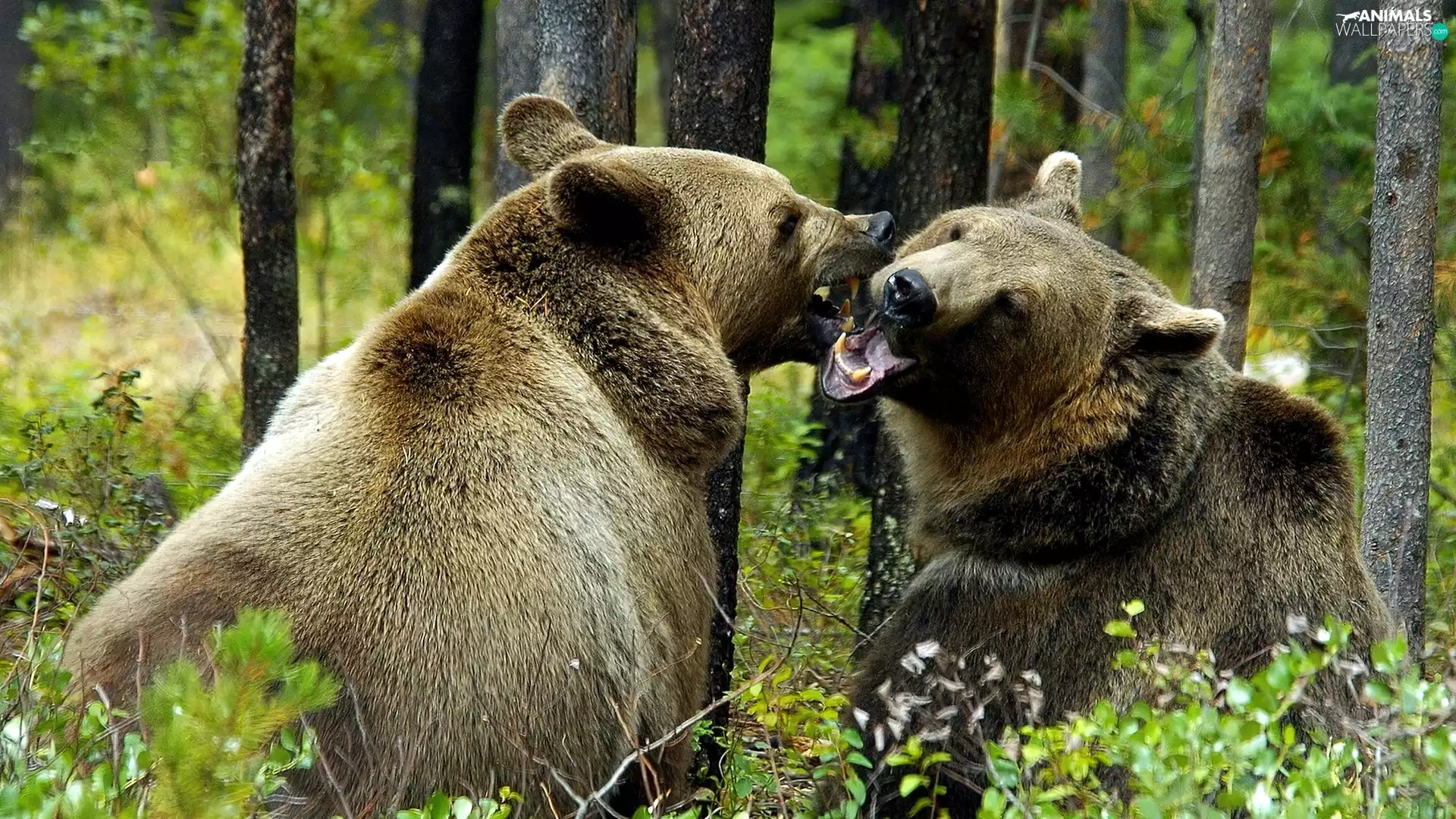 forest, bears, brown, Two cars