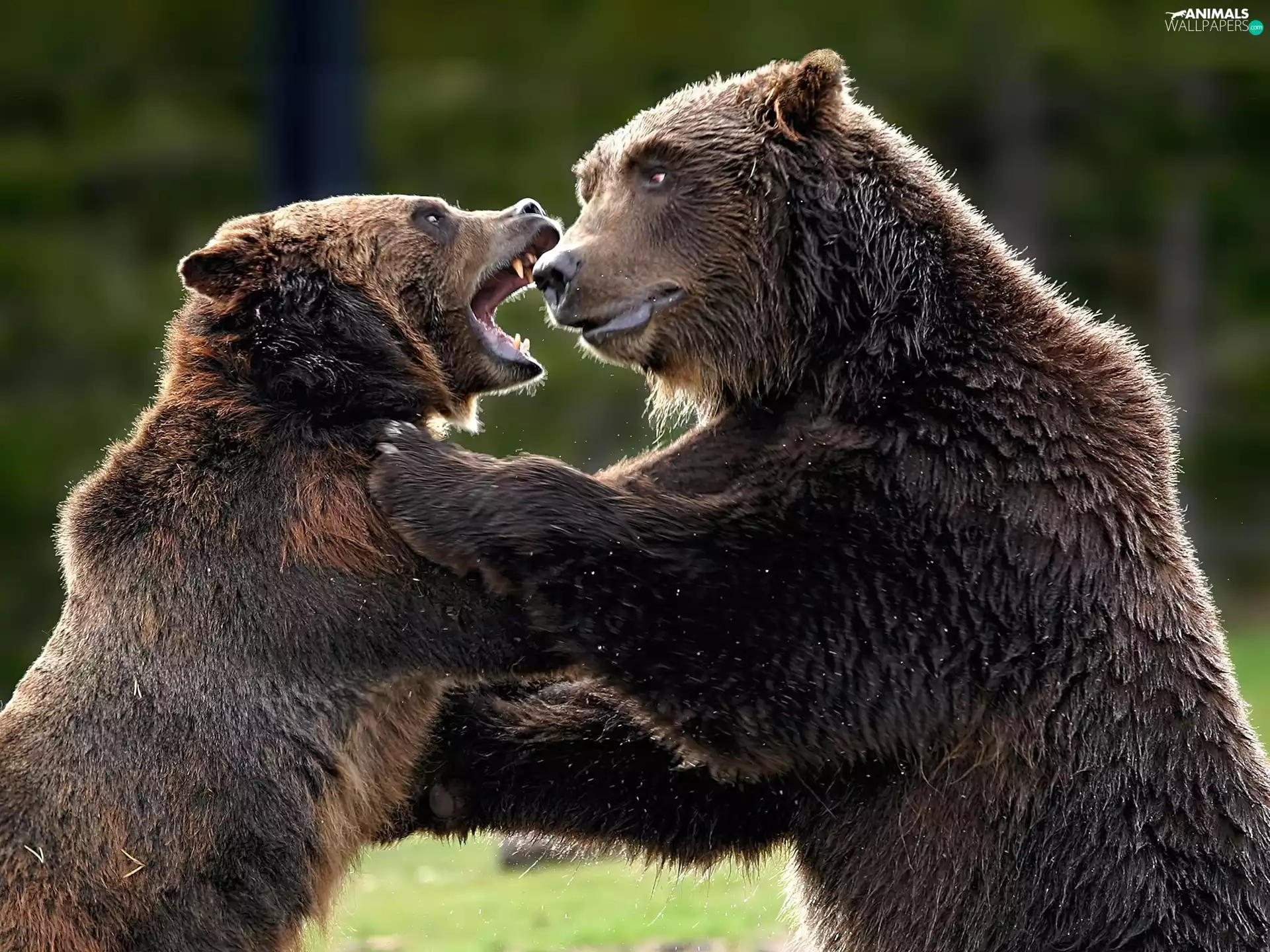 bears, Fight