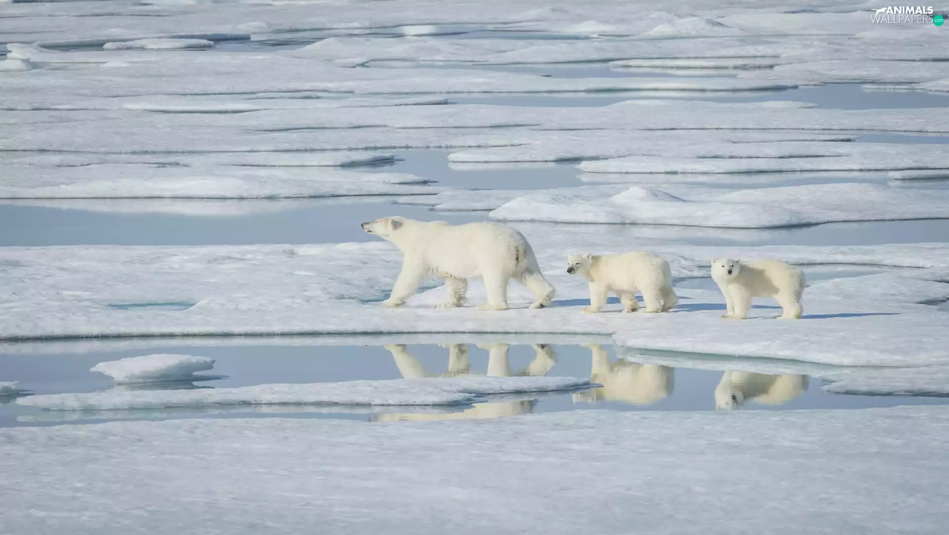 floe, Three, Polar Bears