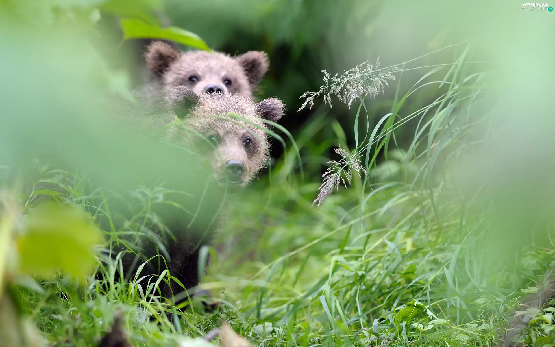 grass, Two cars, bears