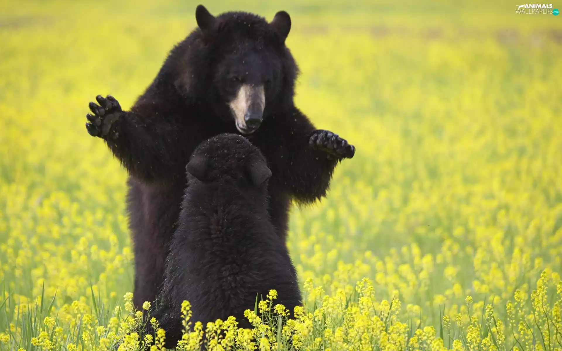 bears, Meadow